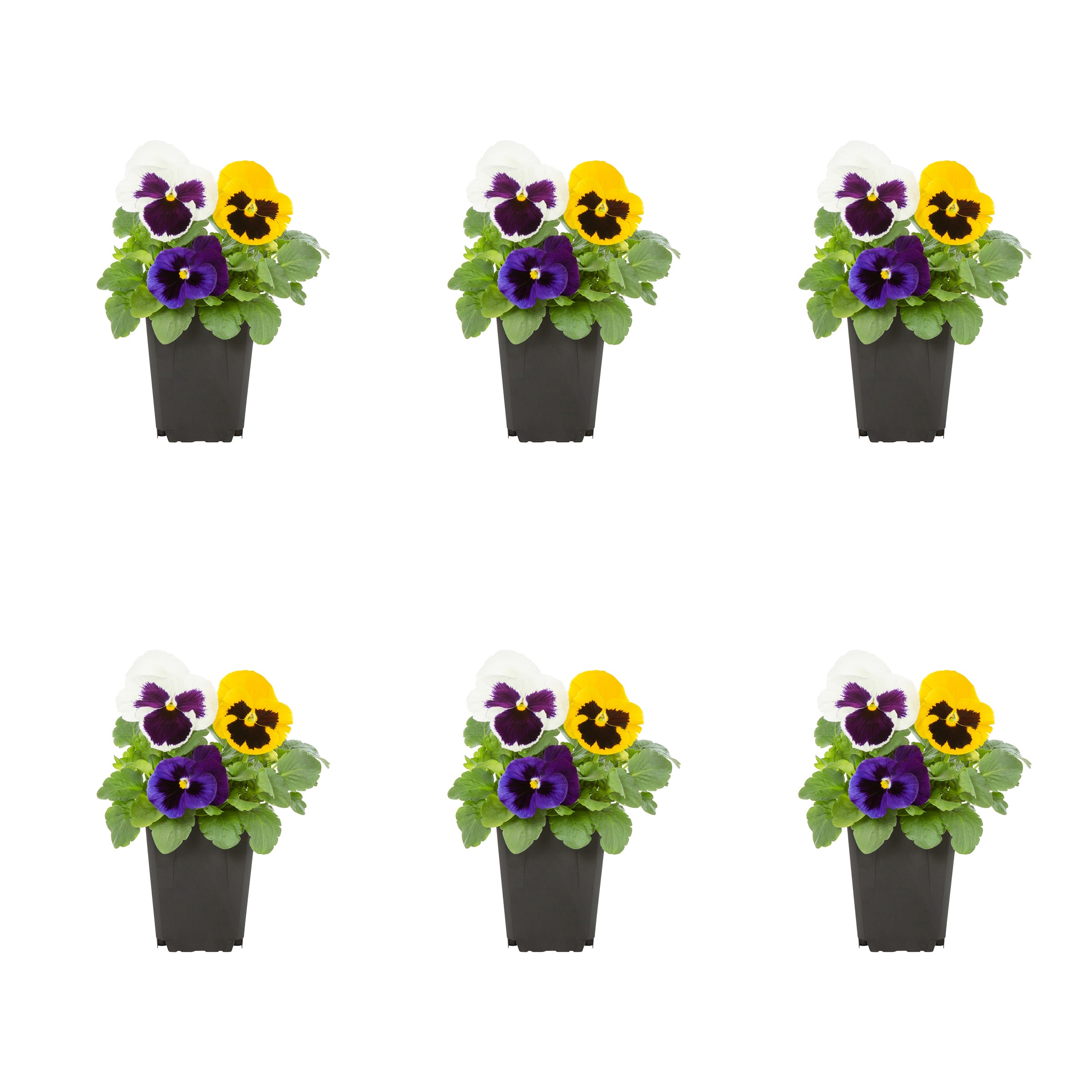 Metrolina Greenhouses 78807 Multicolor Pansy in 1 Pint Pot 6 -Pack