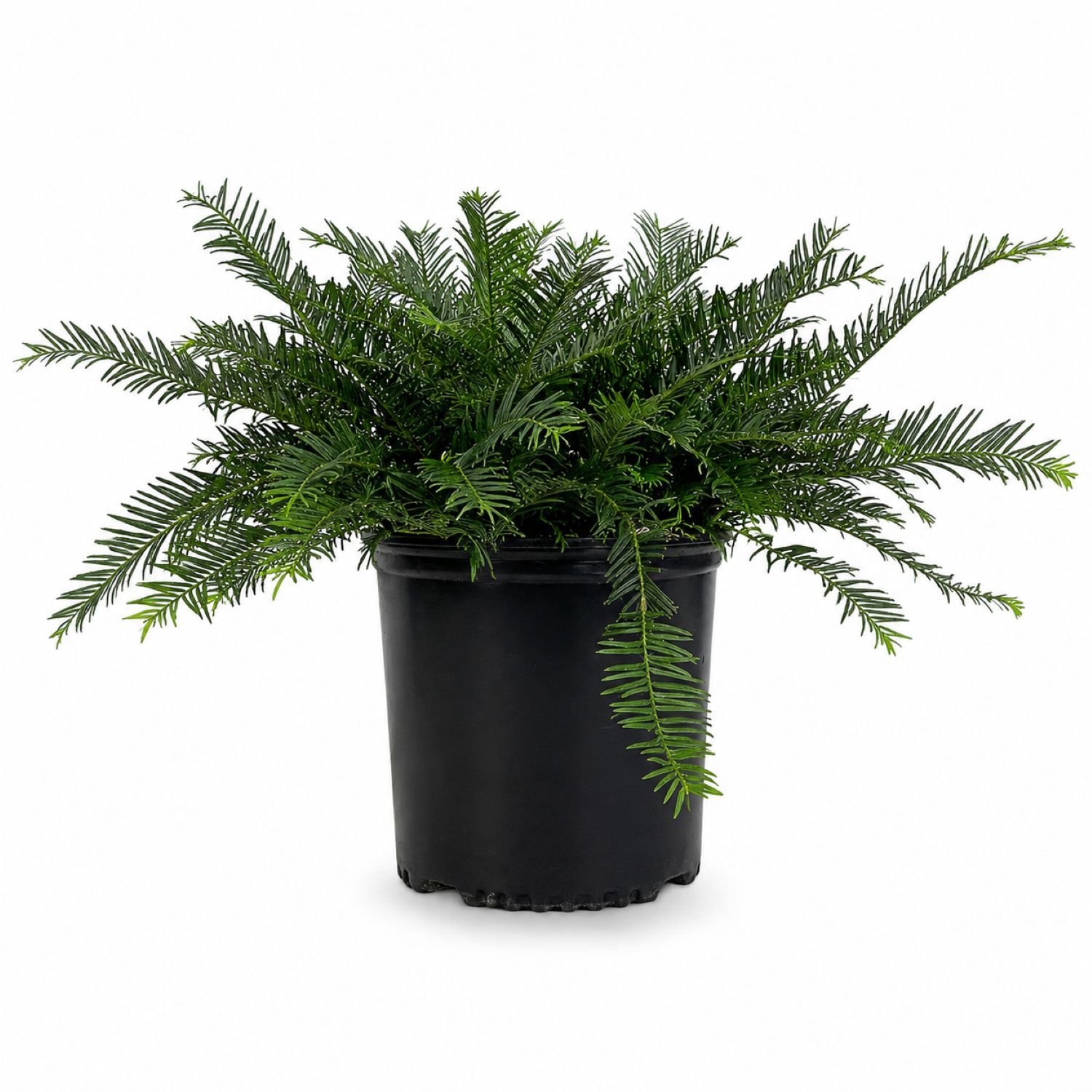 Flowerwood - 2.5 -Gallon Spreading Plum Yew Foundation/Hedge Shrub 1 -Pack