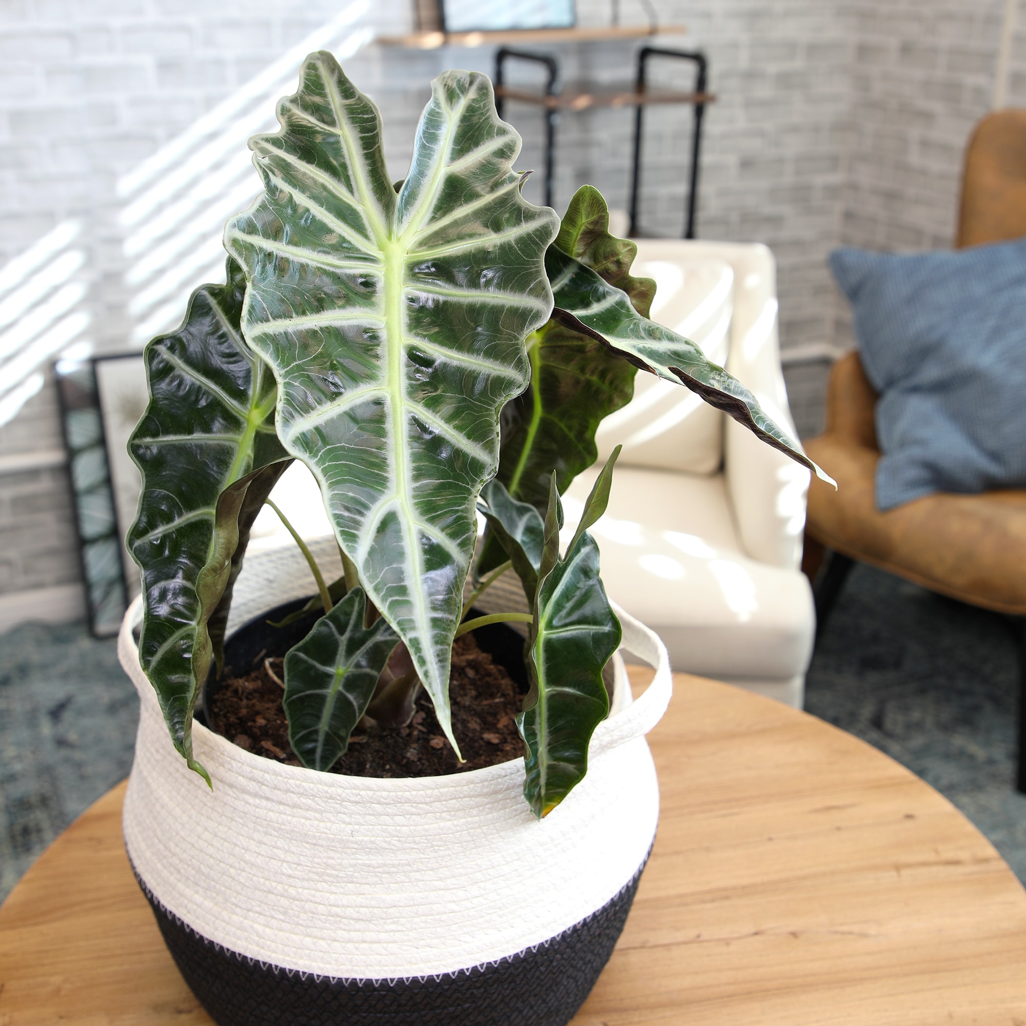 Alocasia Polly Indoor/Outdoor Air-Purifying Plant in Black Plastic Pot