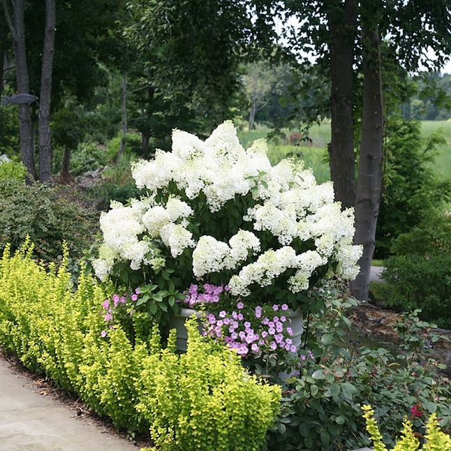 Proven Winners White Bobo Panicle Hydrangea (Paniculata) Flowering Shrub in  1-Quart Pot in the Shrubs department at