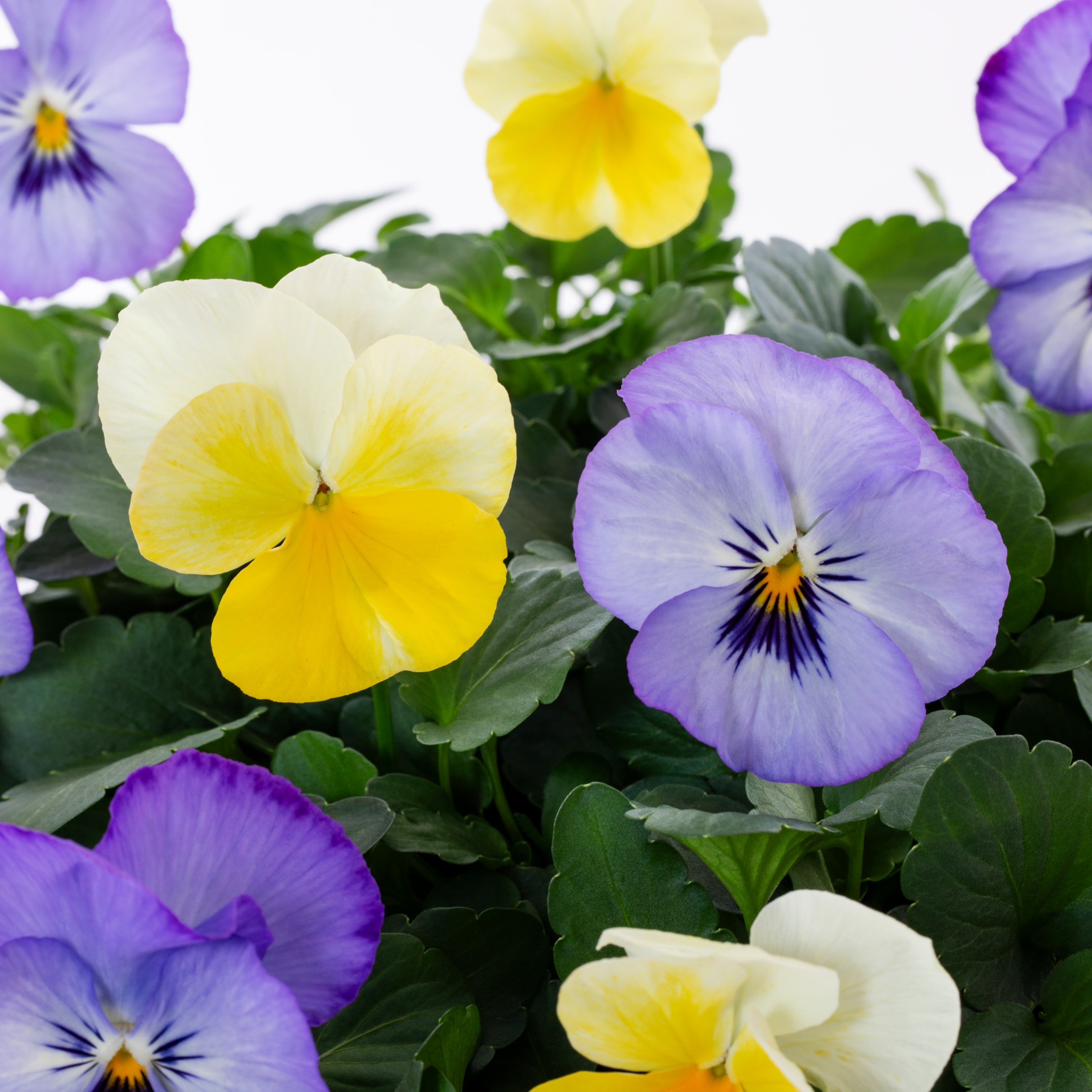 Lowe's NURSERY annuals - View #2