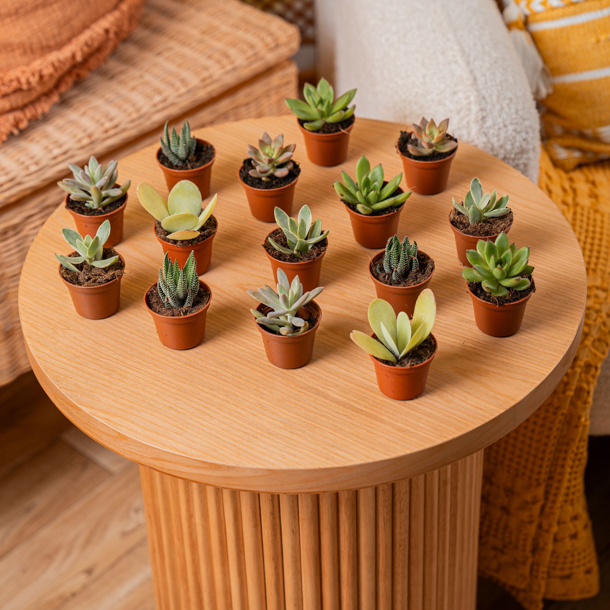 Artisan Grown Succulent Collection – 2024 10 Live Succulent Plants in 4 Inch Pots – Growers Choice - Hand-Picked for Beauty