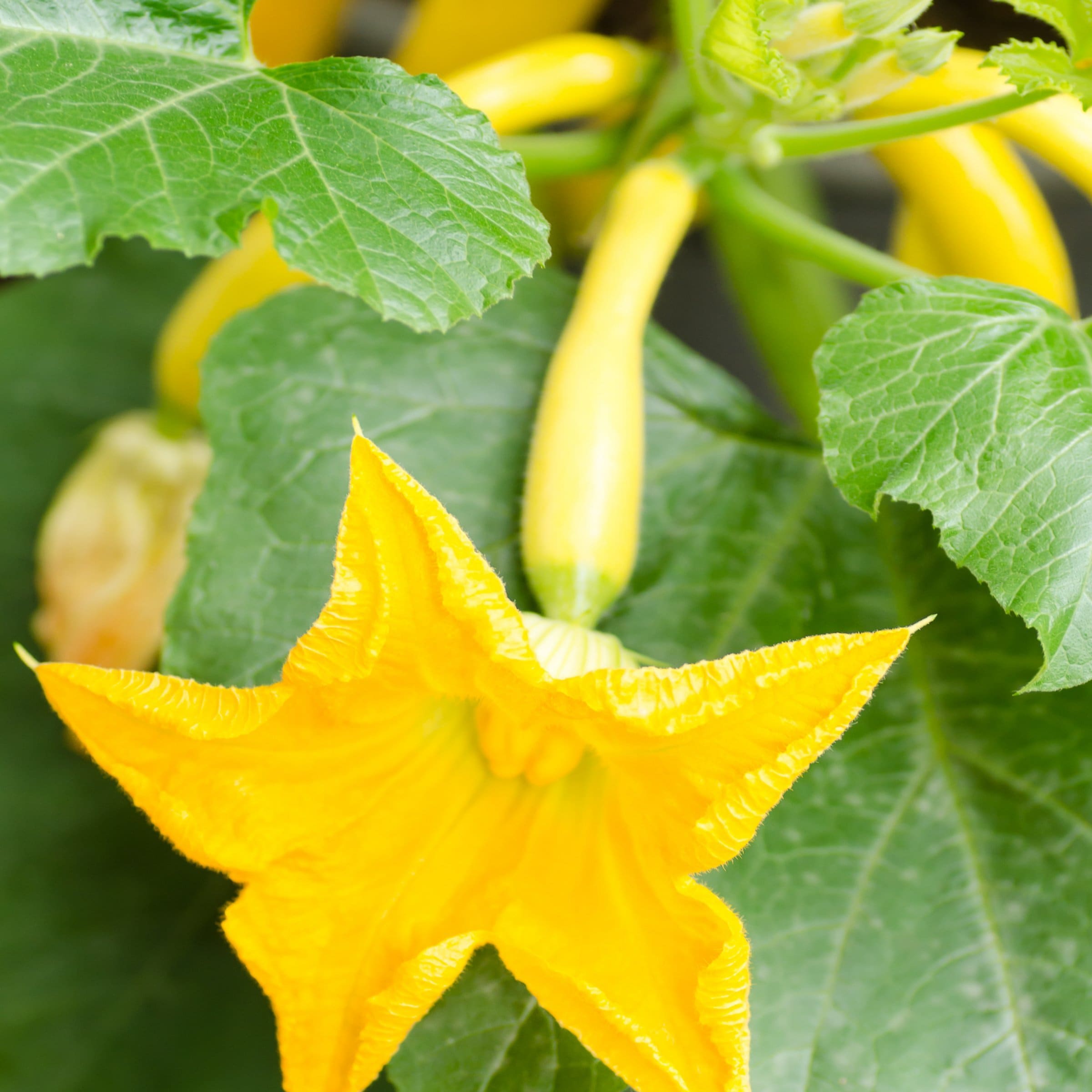 National Plant Network LW2259 Vegetable-Plants - View #8