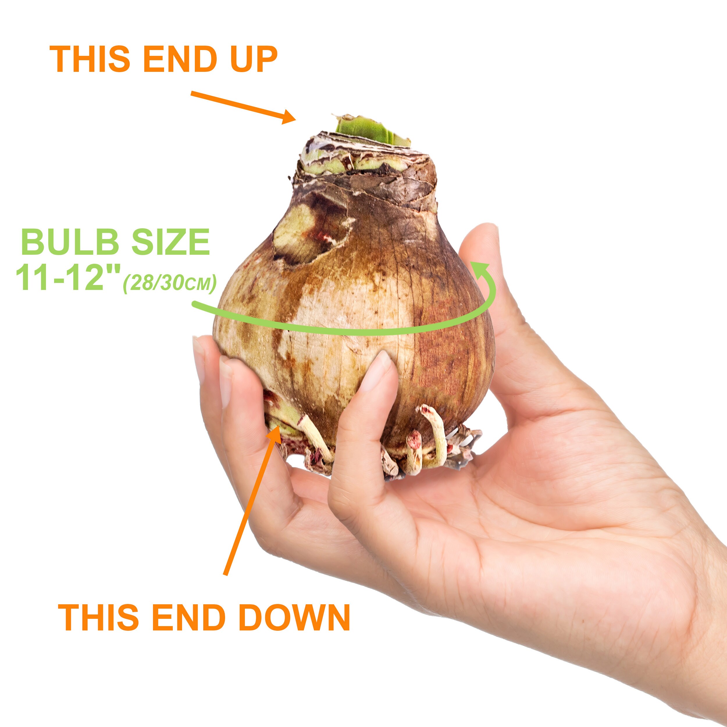 Garden State Bulb ECH-15-01-01 Plant-Bulbs - View #3