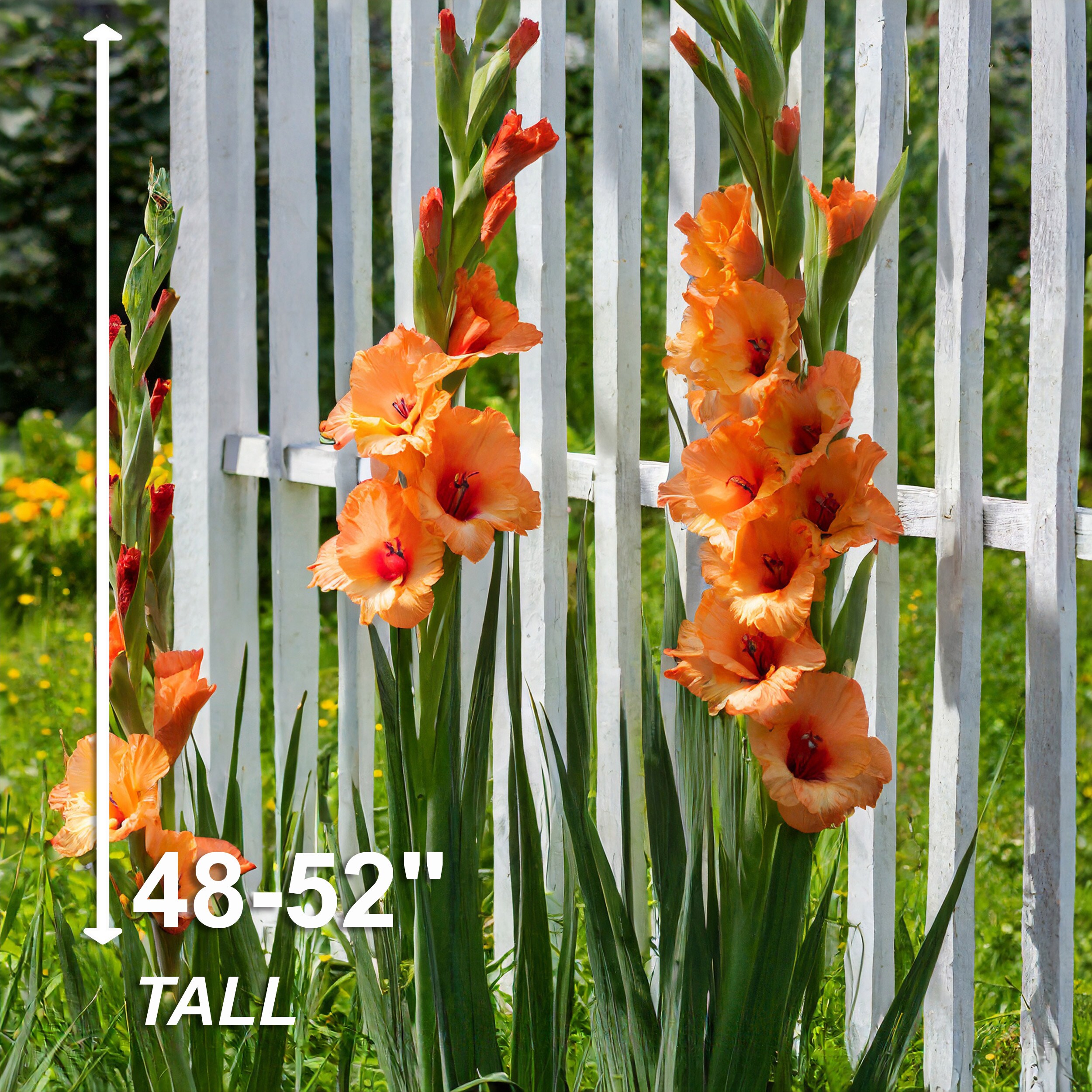 Garden State Bulb ECS-172-60-02 Plant-Bulbs - View #5