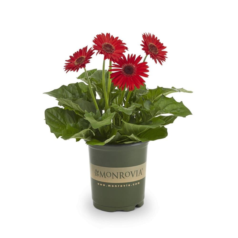 Monrovia NURSERY Red Gerbera Daisy in Quart(s) Pot