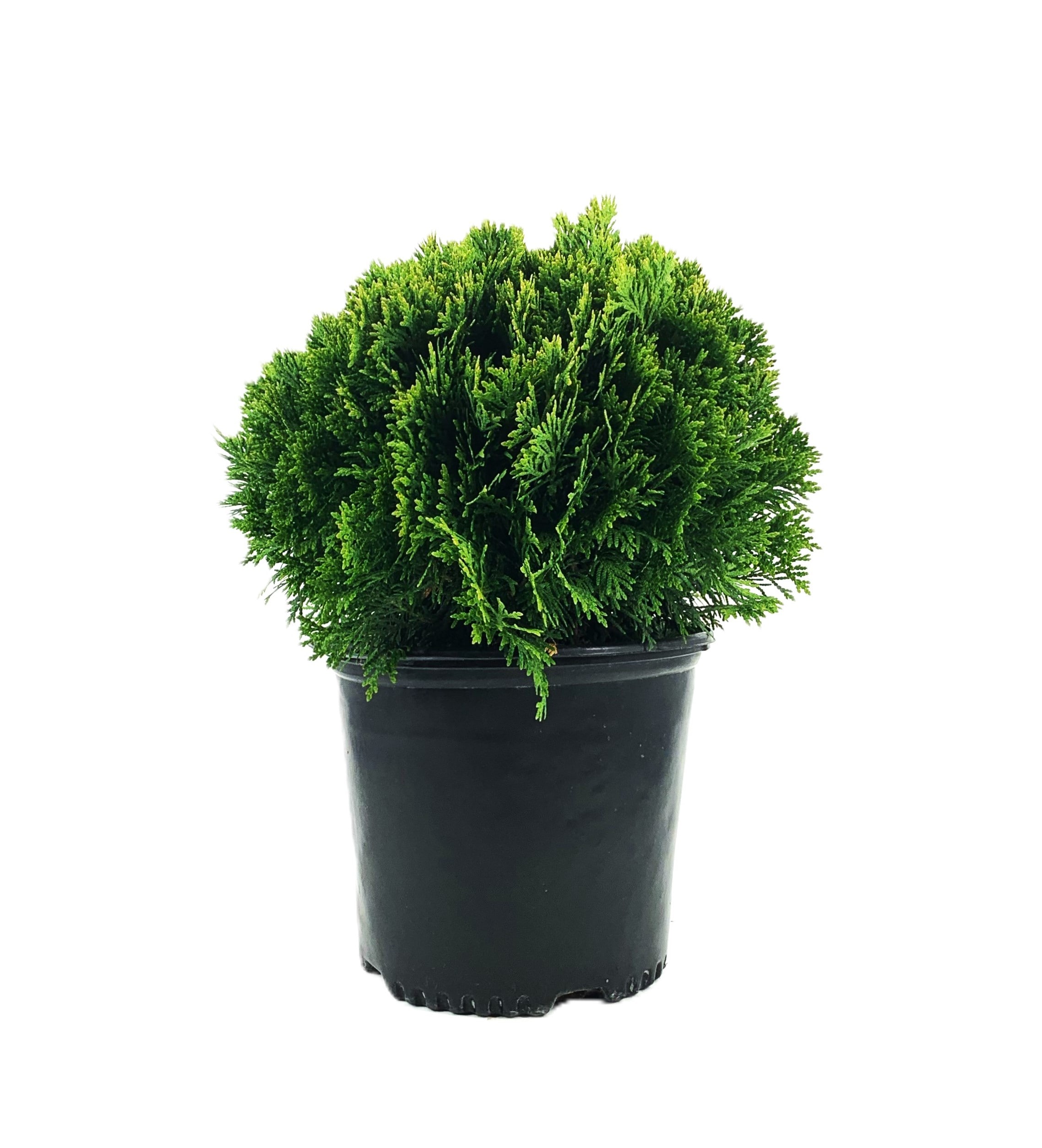 O880903 Danica Arborvitae Accent Shrub in 2.25 -Gallon Pot 1 -Pack
