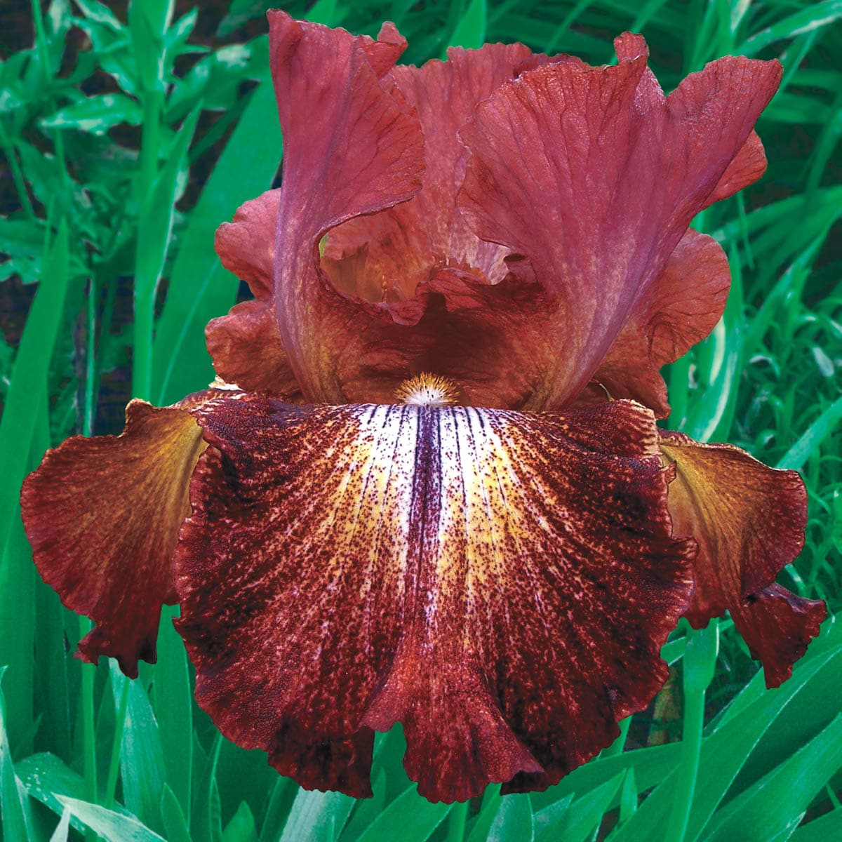 Breck's Multicolor Paprika Fono's Reblooming Iris Perennial Plant in 1 ...