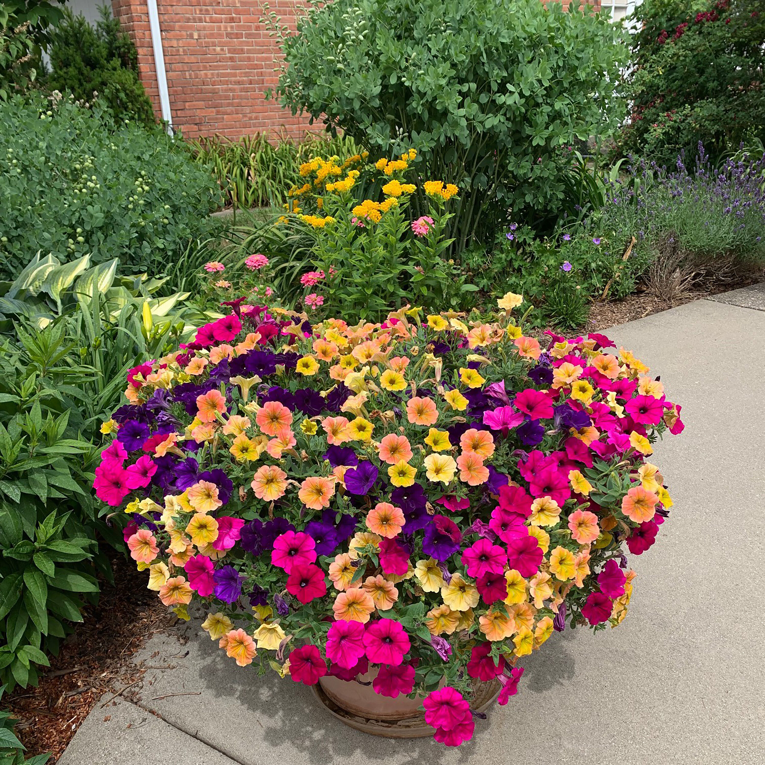 Proven Winners SUPPRW1417504 annuals - View #7