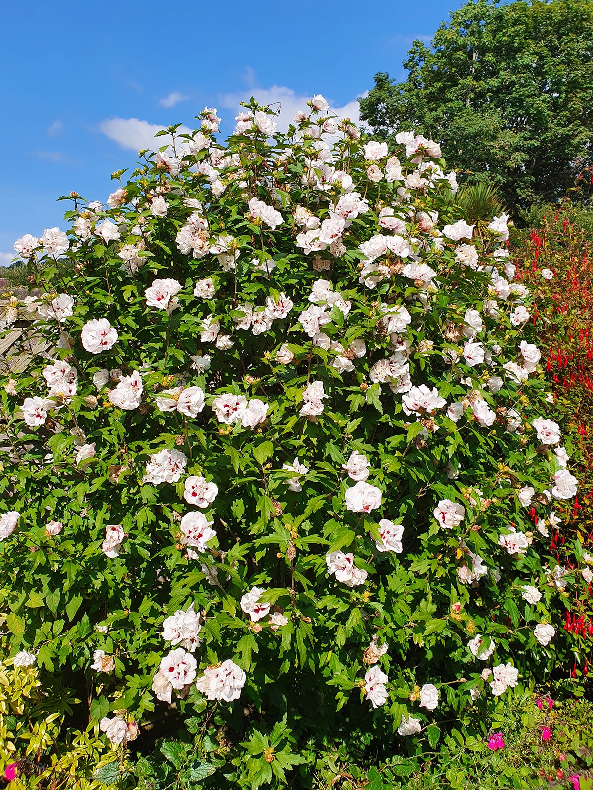 Southern Planters ALTHEA03G shrubs - View #3