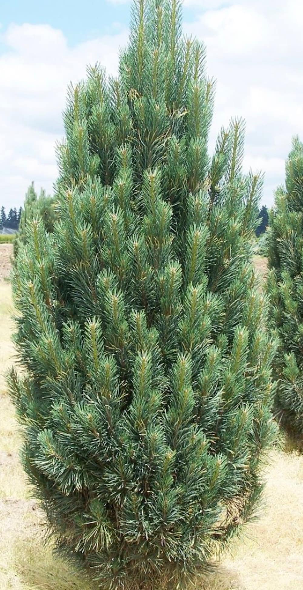 Juniper Full sun Shrubs at Lowes.com