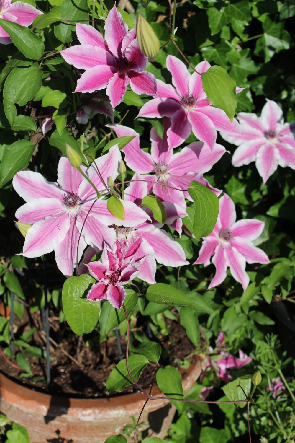 Spring Hill Nurseries 76079 perennials - View #2