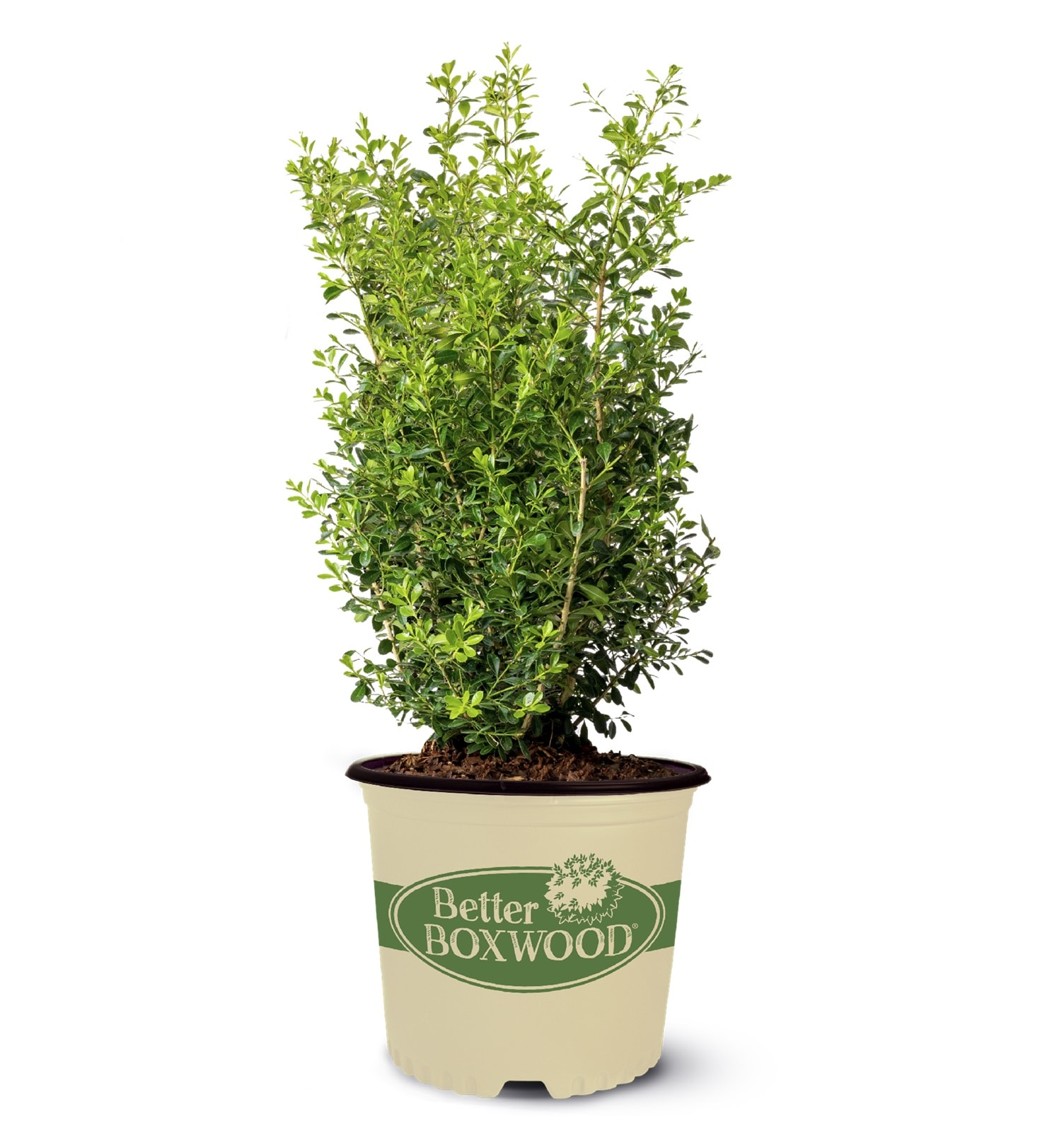 Better BOXWOOD 9064Q-1 Skylight Boxwood Foundation/Hedge Shrub in 2.5 -Quart Pot 1 -Pack
