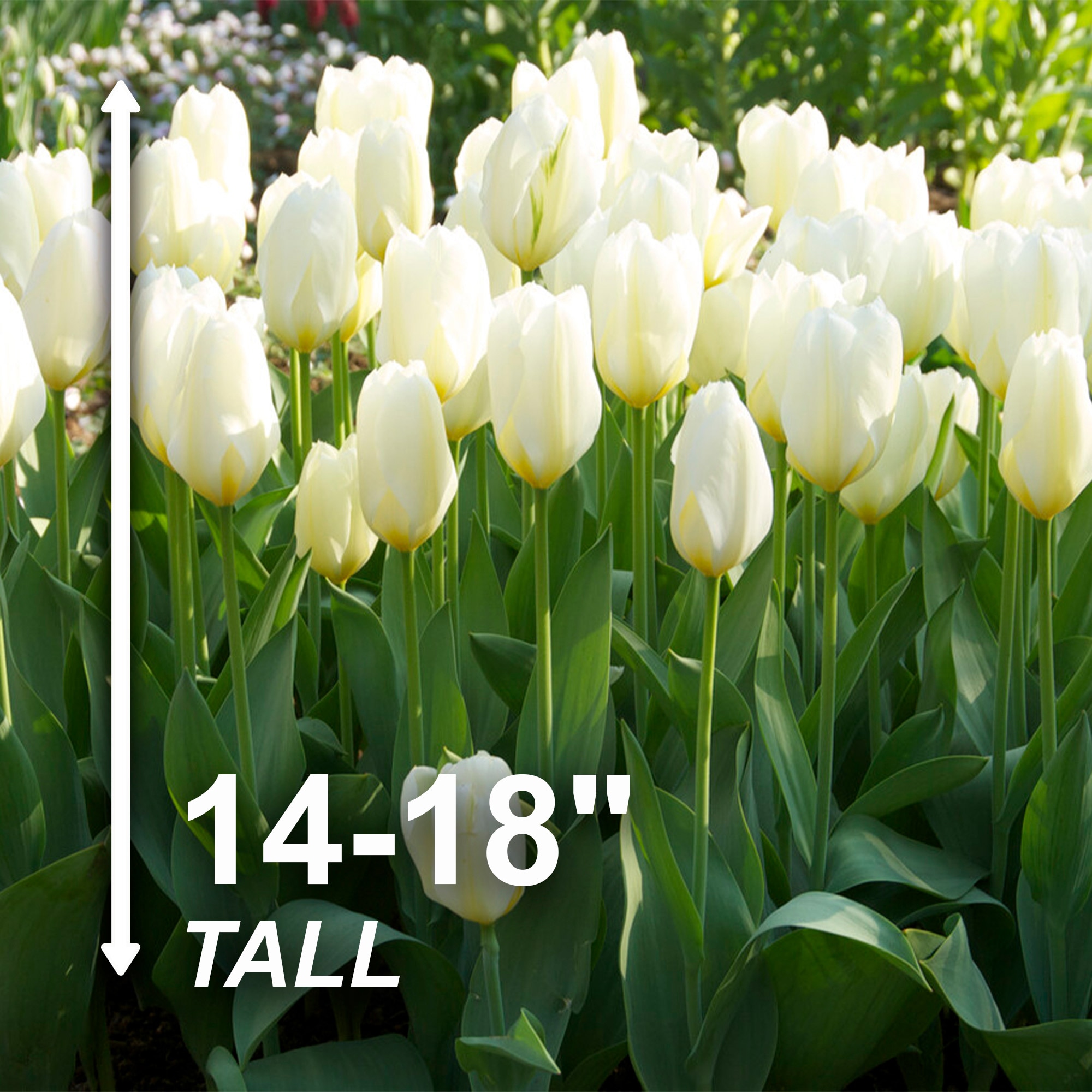 Garden State Bulb ECF-60-100-04 Plant-Bulbs - View #3
