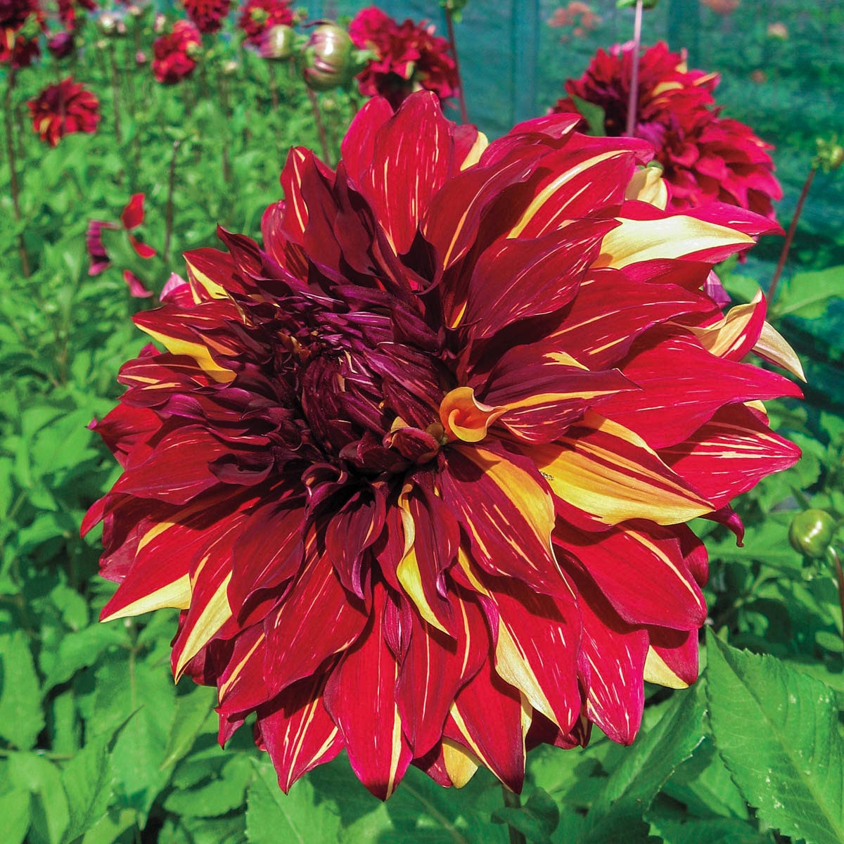 Dahlia (dec) 'Bohemian Spartacus' Sac de 10 pièces