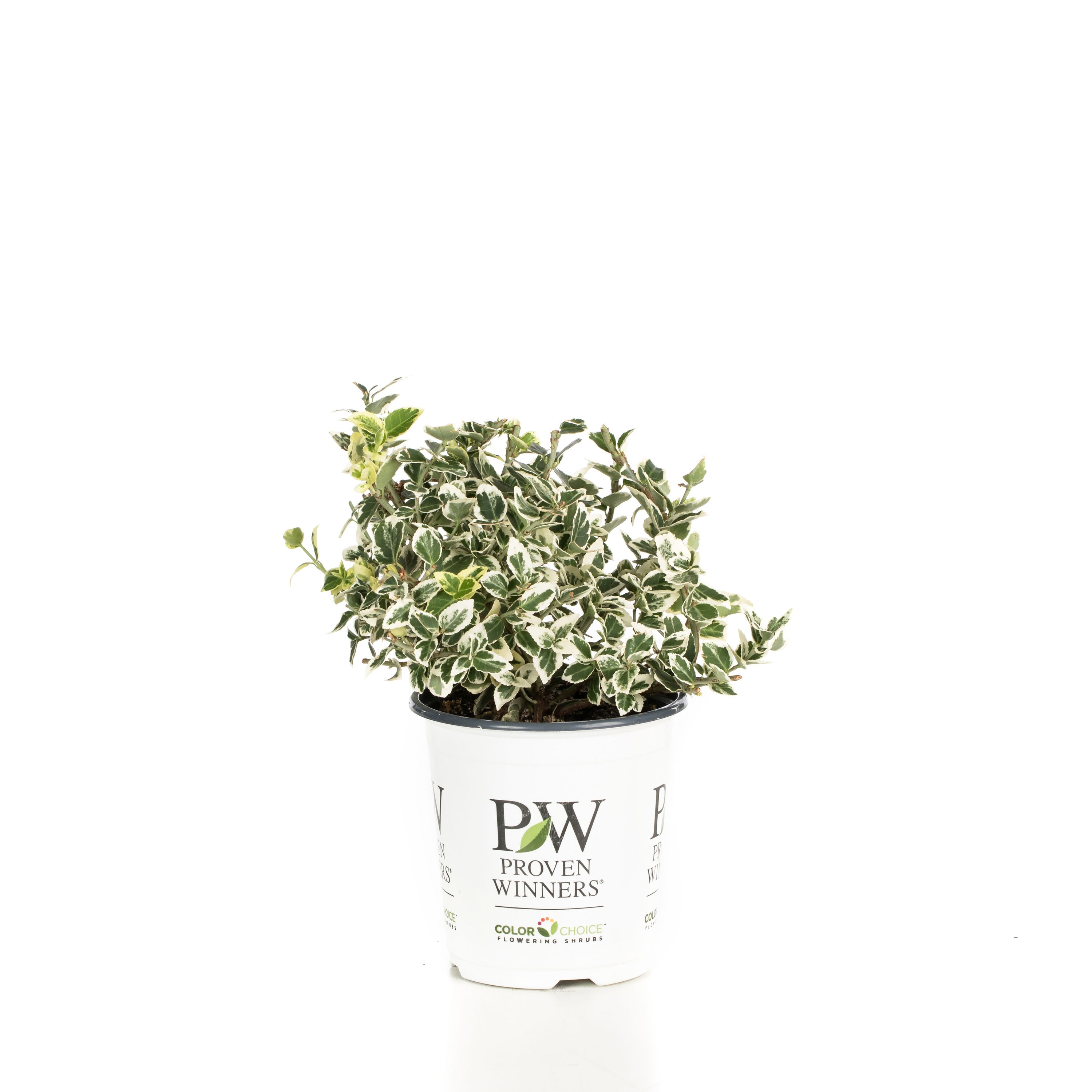 Proven Winners EUOPRC1037800 shrubs - View #2