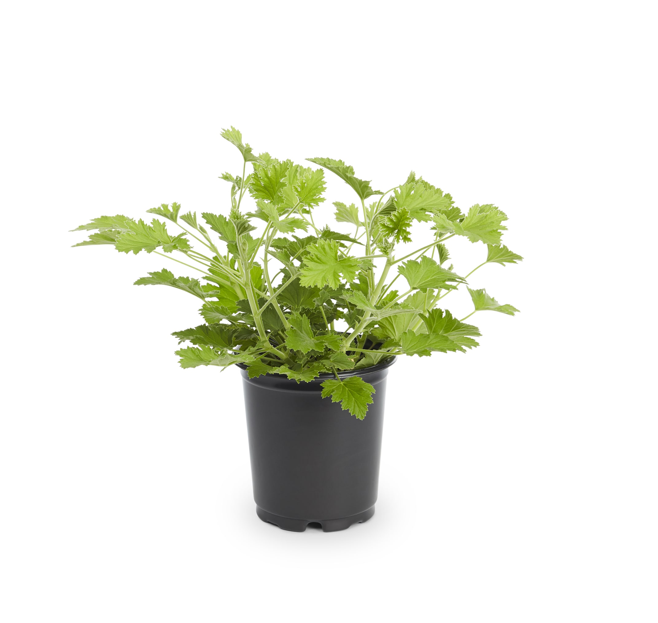 Citronella plant store lowes