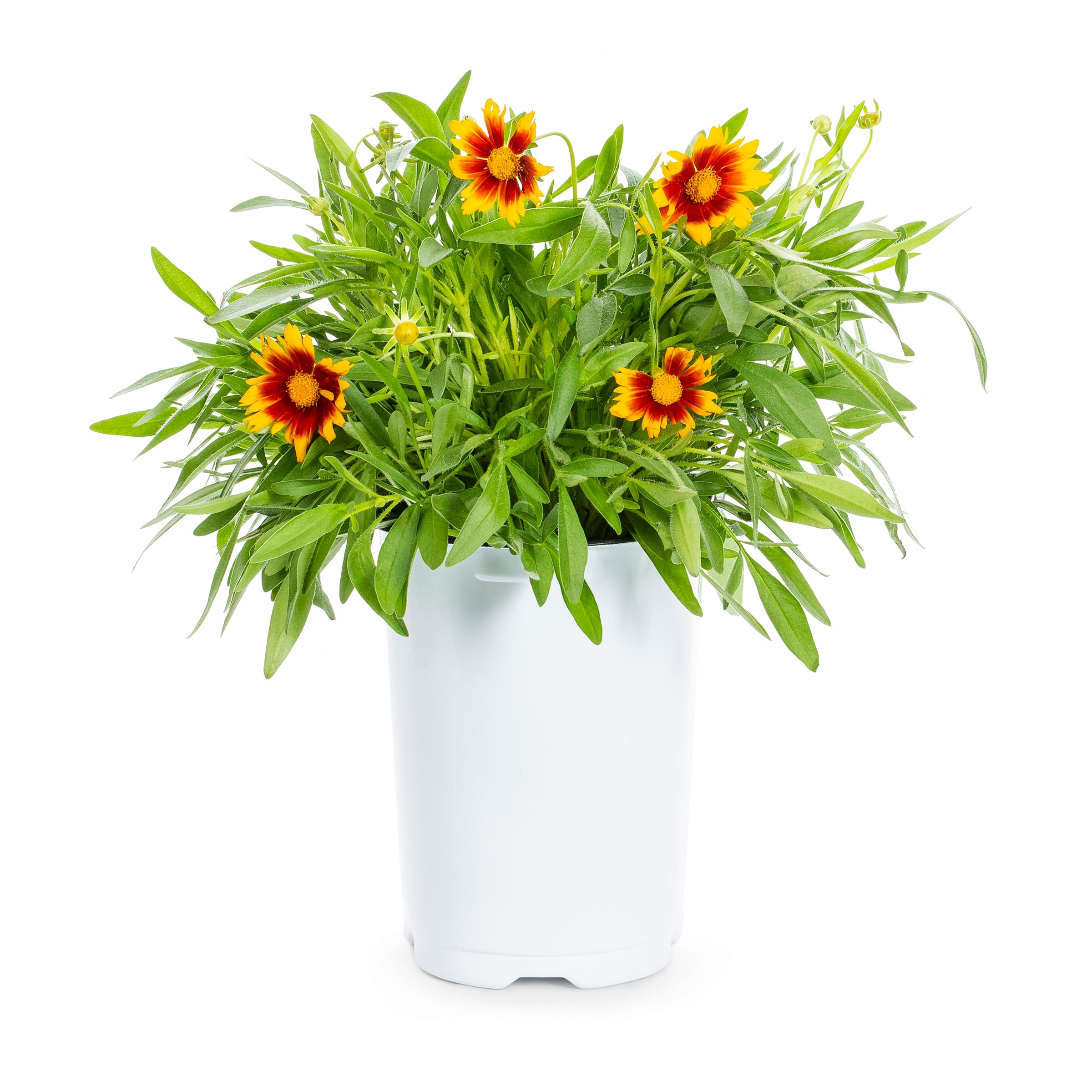 Lowe's 462118 Multicolor Coreopsis in 2.50 Quart(s) Pot 1.0 -Pack