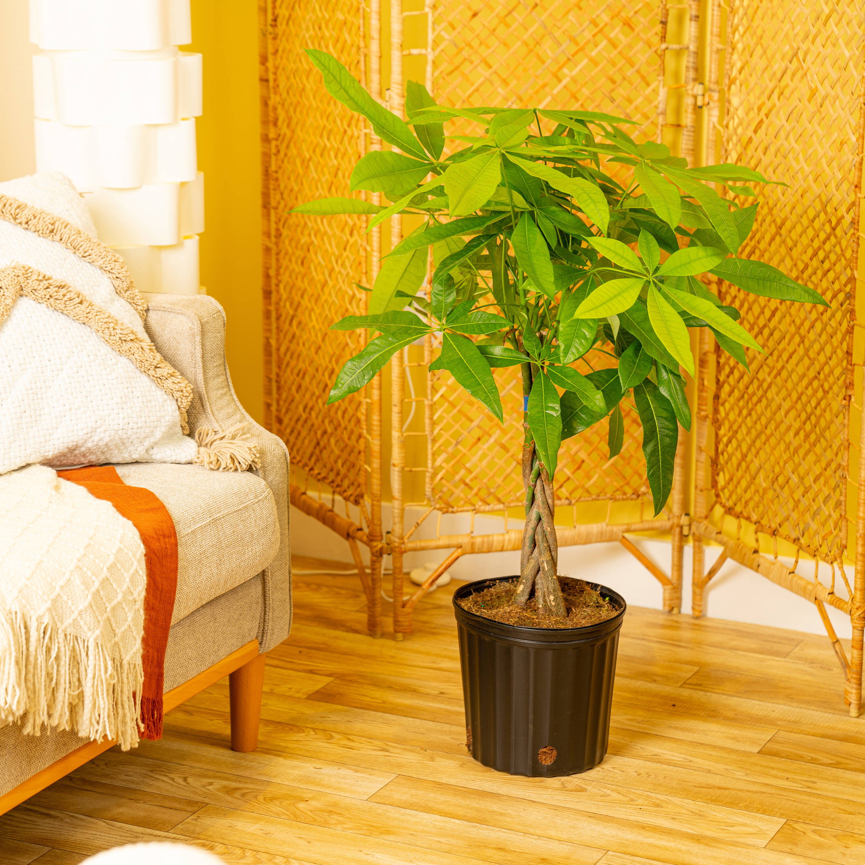 Lowe's 471482 hseplants - View #3