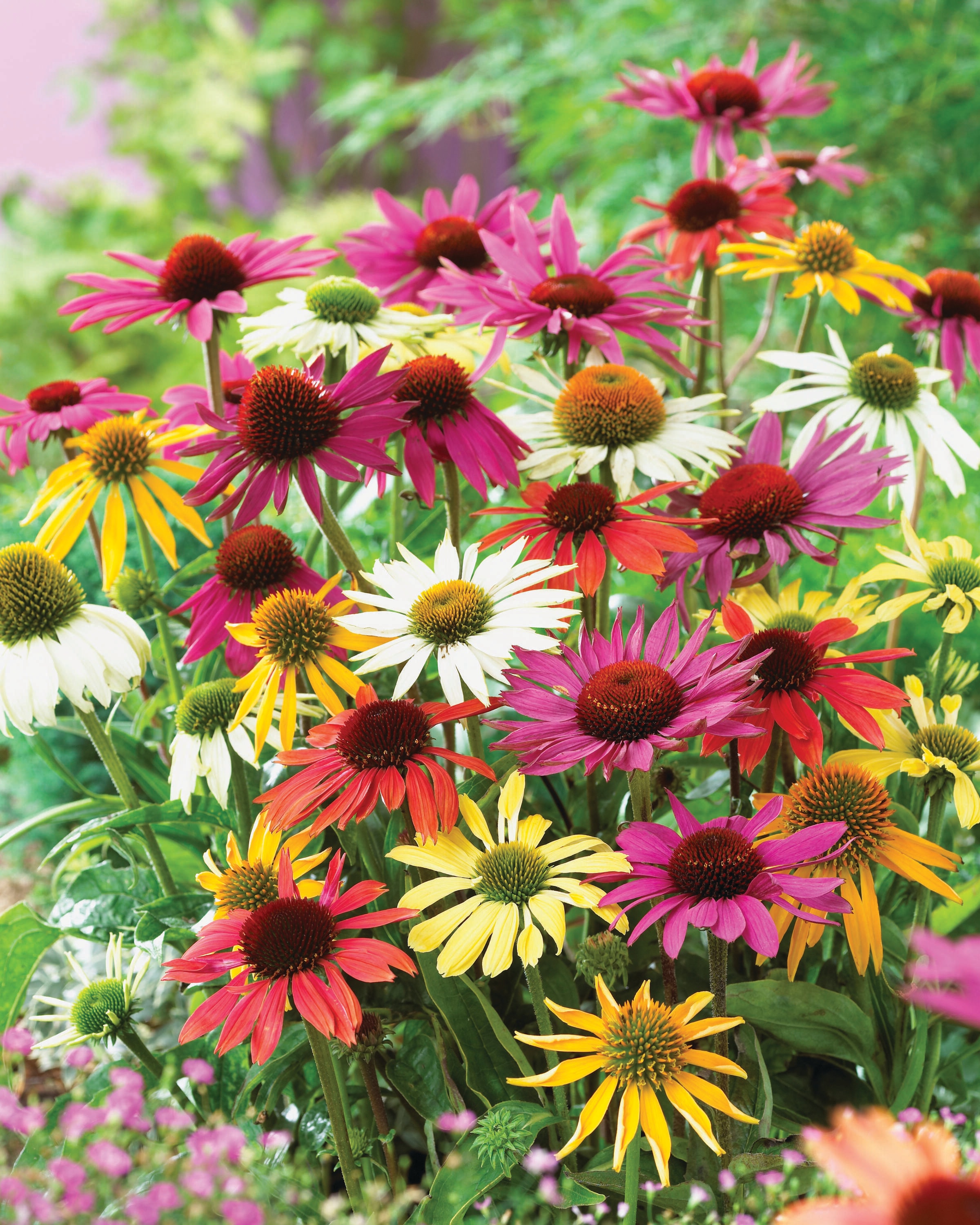 Garden State Bulb 08033 ECHINACEA CONEFLOWER MIX 8-PK PBS