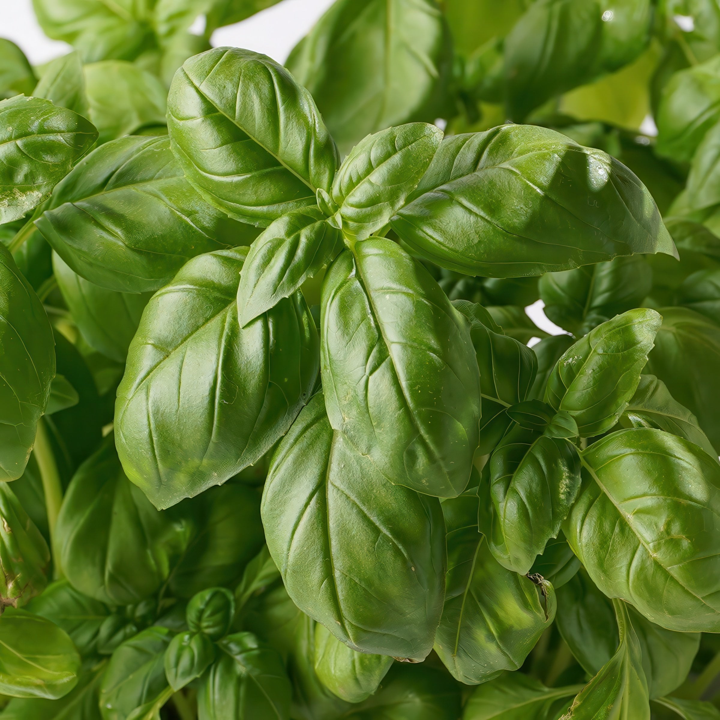 National Plant Network LW2590 1 -Pack Basil Culinary Kitchen Herb Seed Grow Kit in 1 Count Plantable container