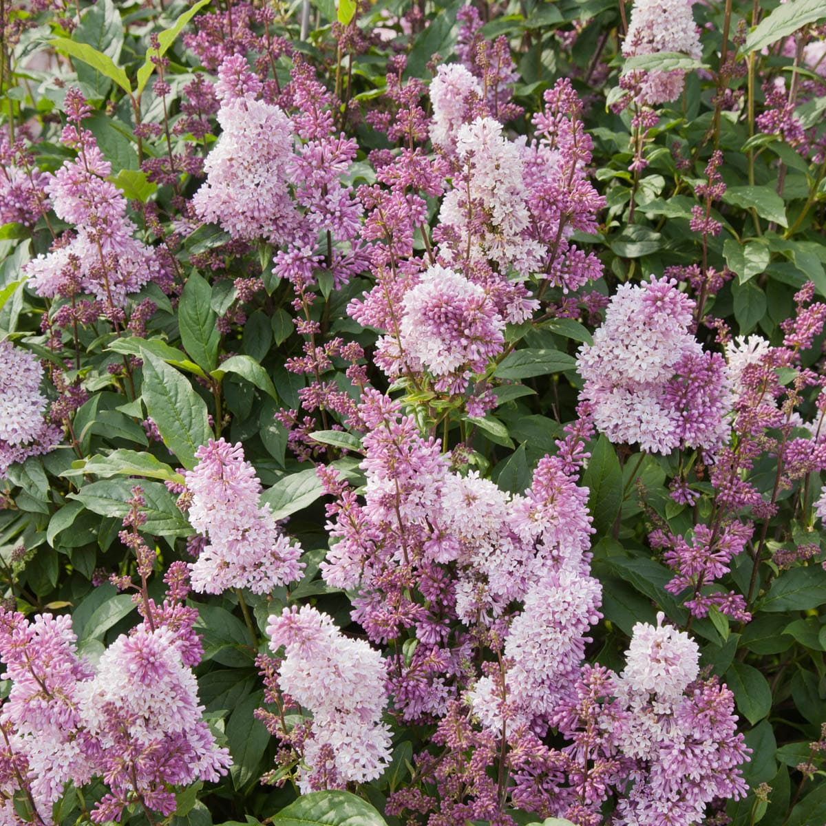 Spring Hill Nurseries Purple Flowering Minuet Lilac 12 In Foundation