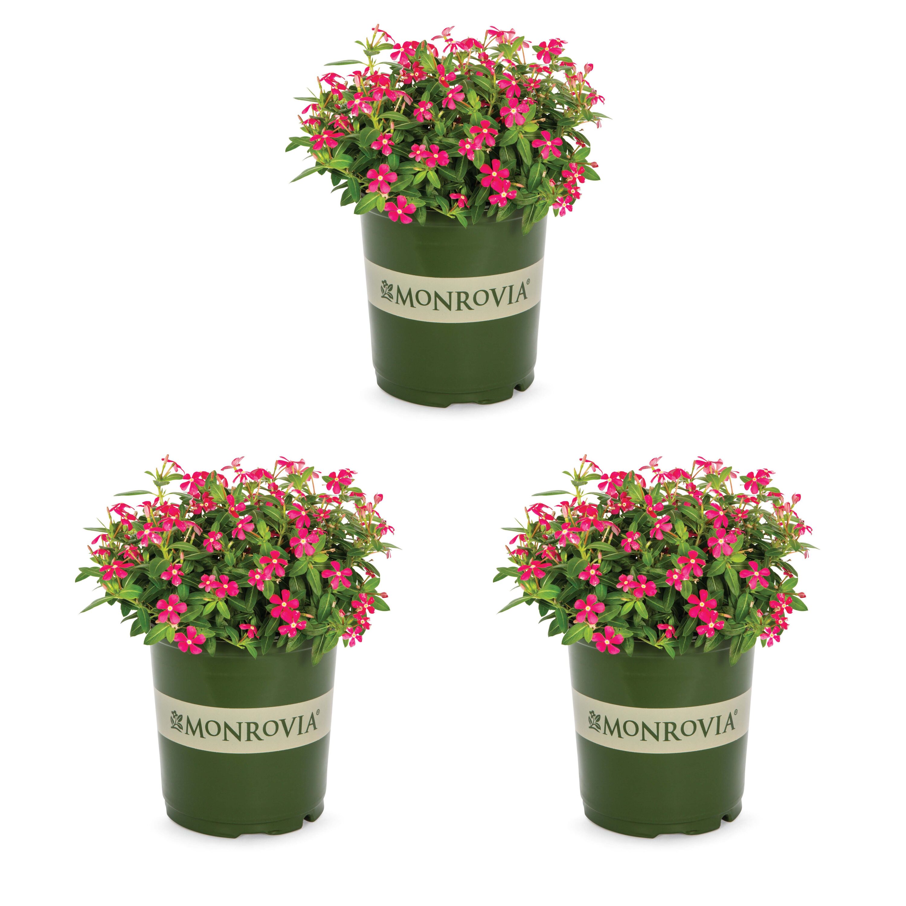 Monrovia Pink Periwinkle in 2.5-Quart Pot 3-Pack in the Annuals ...