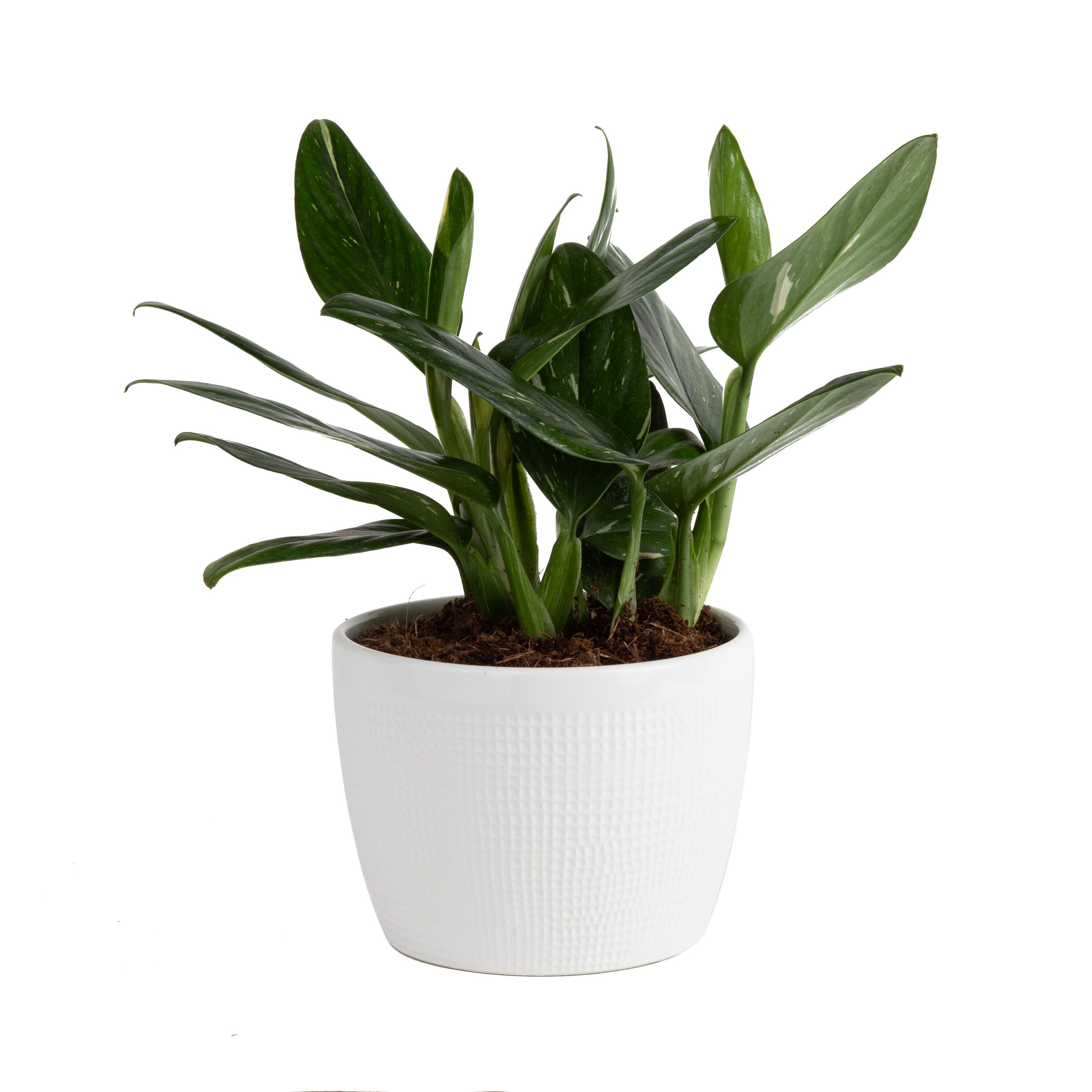 Costa Farms 5504670 Trending Tropicals Asstd. Monstera House plant in 1.4 Quart(s) Self-watering pot 1 -Pack