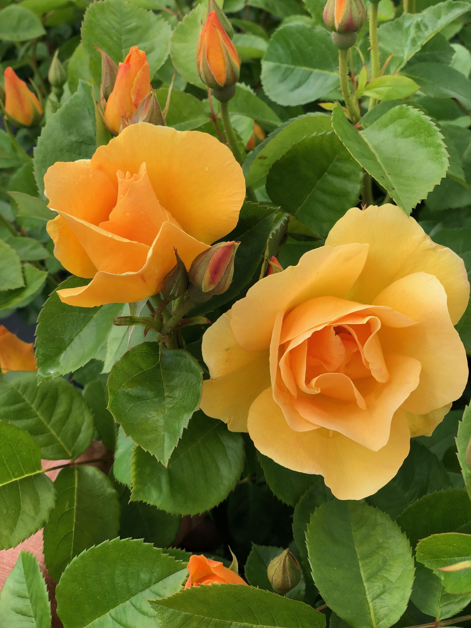 Roses by Pan Am CR-2100-LO roses - View #3