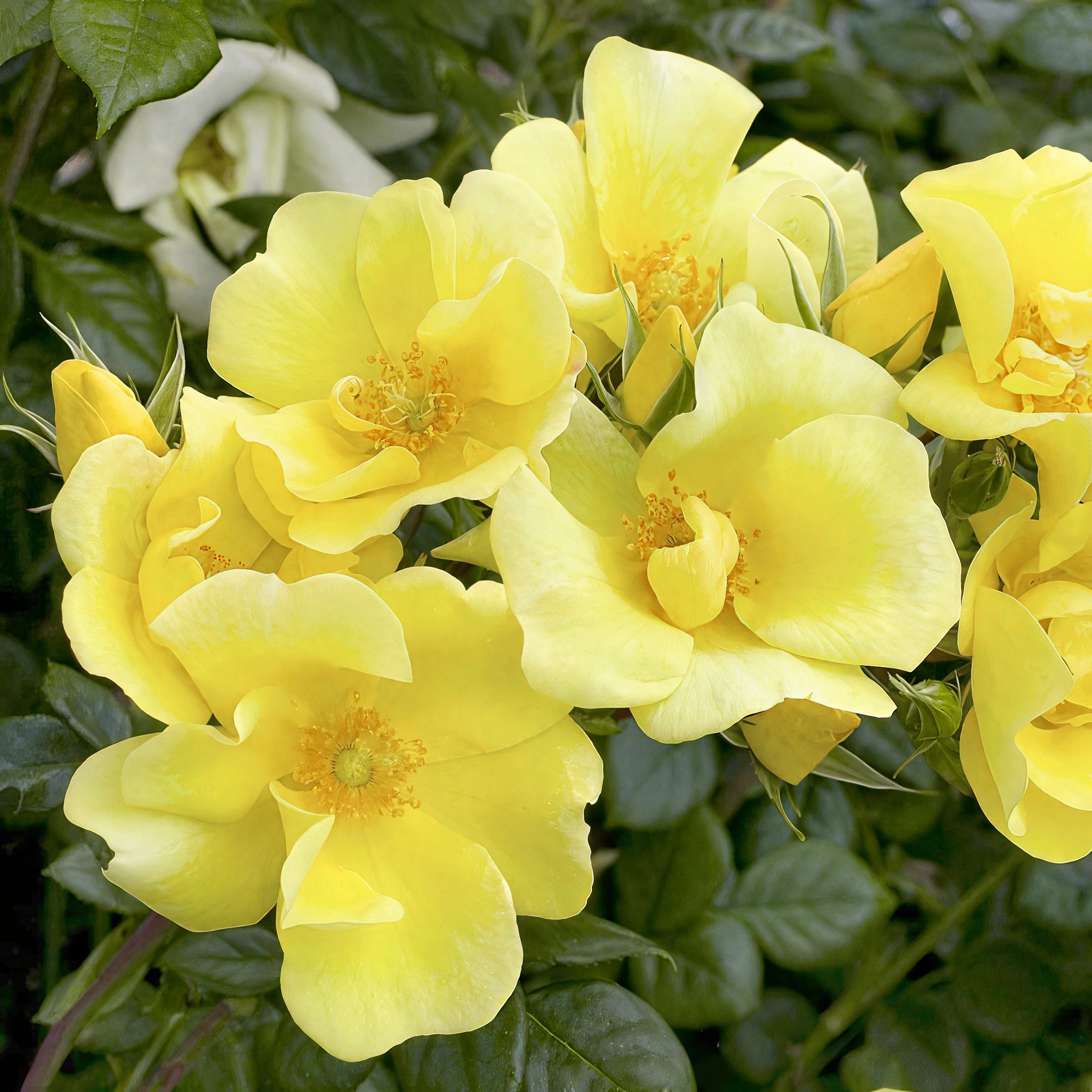 National Plant Network LW2572 roses - View #3