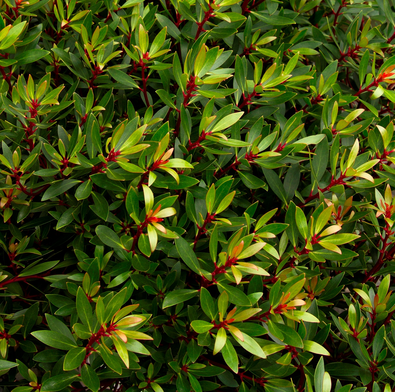 Monrovia KT10705061000200000 shrubs - View #2