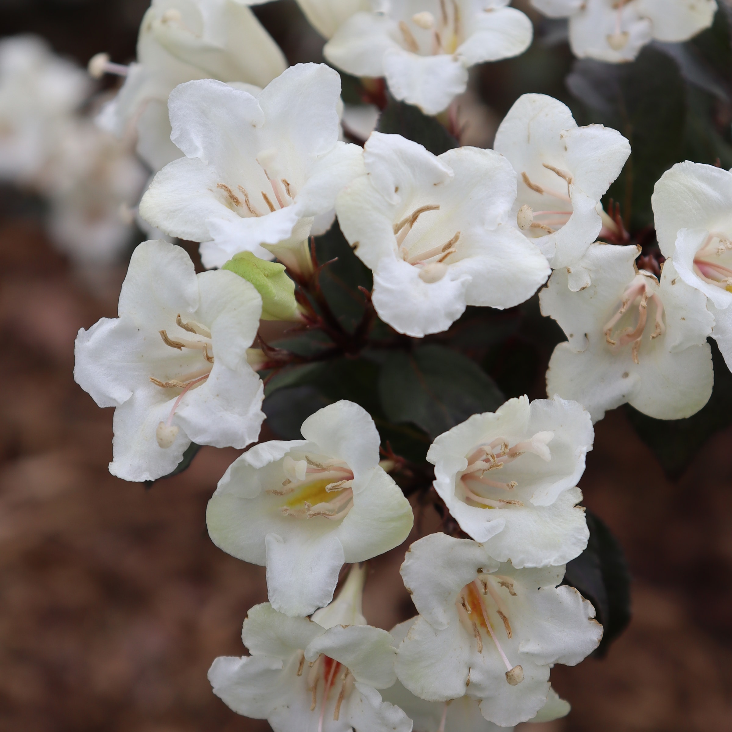 Proven Winner 5334653 Red Weigela Wine Spirits Flowering Shrub in 2-Gallon (s) Pot