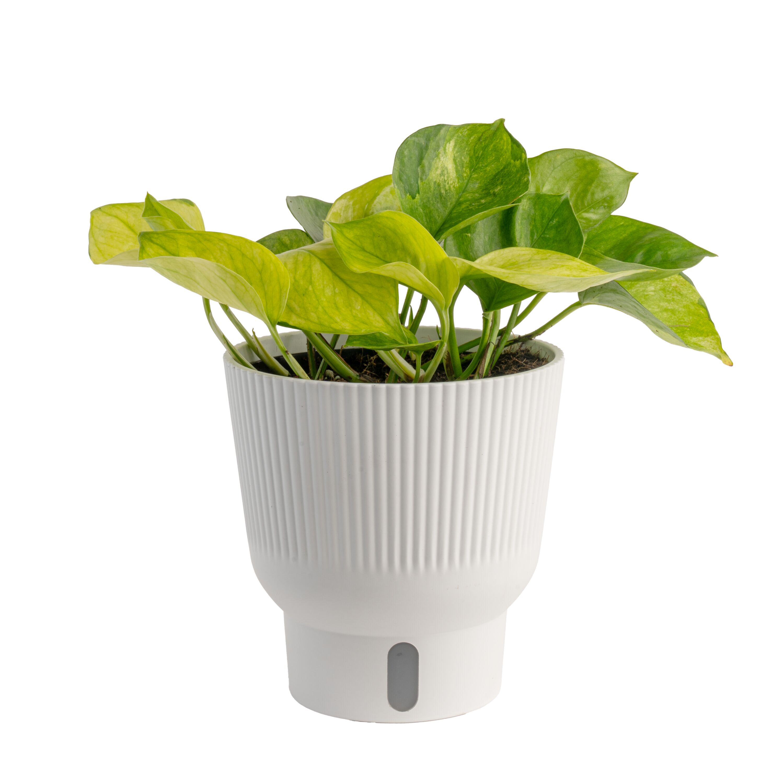 Costa Farms 6011329 Trending Tropicals Pothos House plant in 1.4 Quart(s) Self-watering pot 1 -Pack