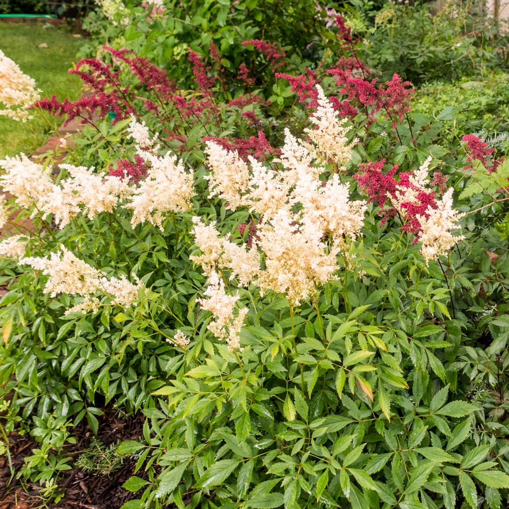 Breck's 90289 perennials - View #3