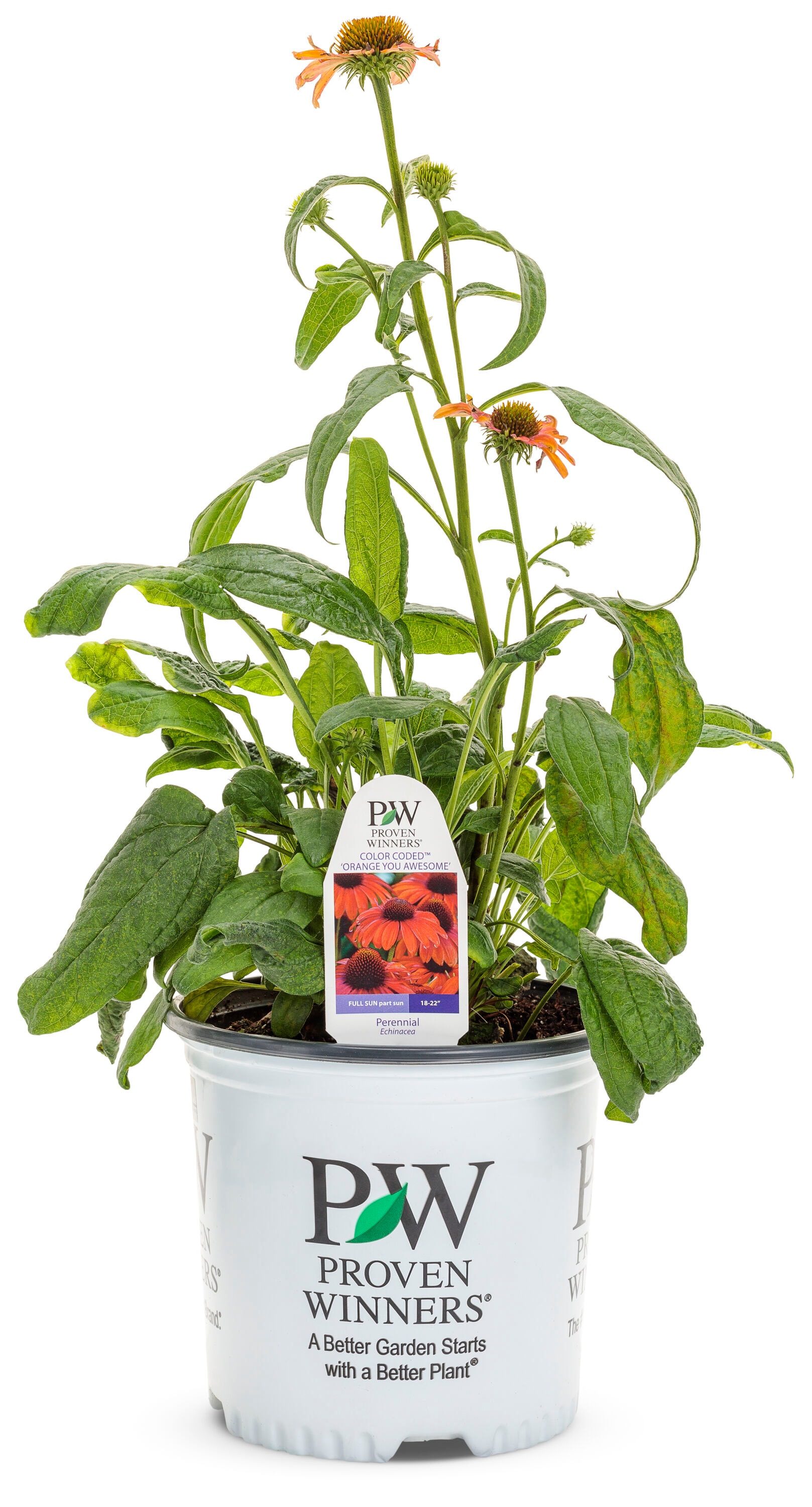 Proven Winners 5331419 Orange Orange you Awesome Cornflower Plant in 2 -Quart Pot 1 -Pack
