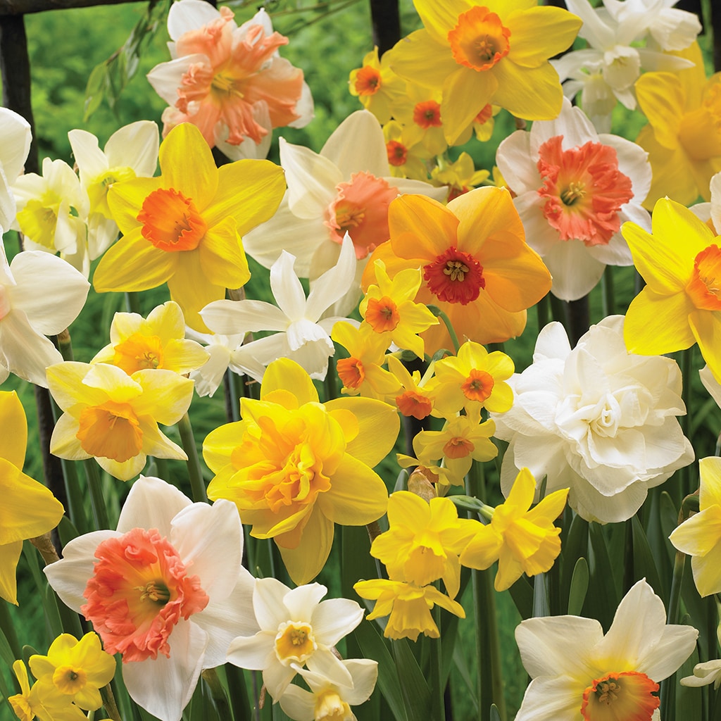 Van Zyverden 21459 Multicolor Daffodils Kitchen Sink Mixture Bulbs 100.0 Count