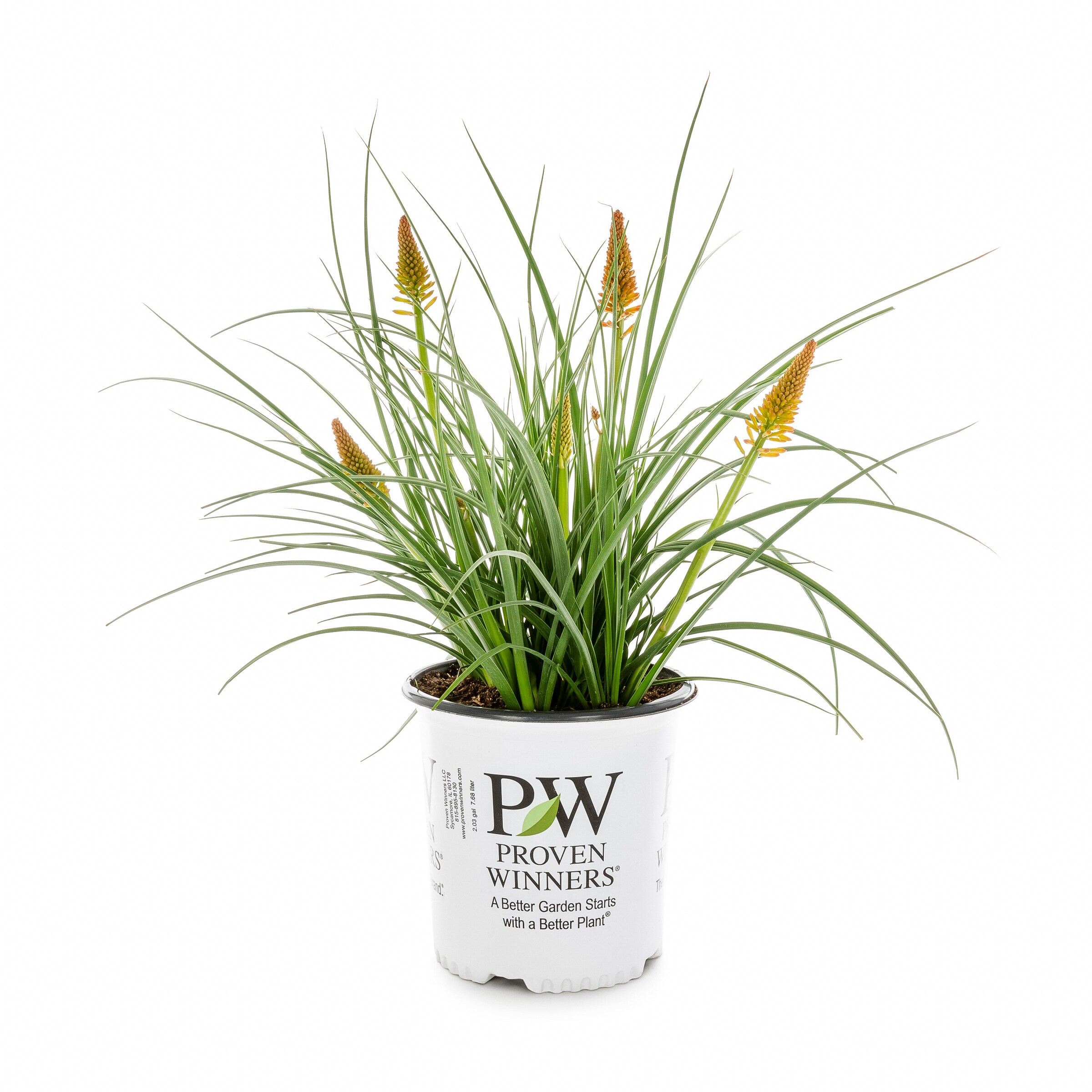 Proven Winners NURSERY Multicolor Pyromania Plant in 2.00 -Gallon Pot 1.0 -Pack