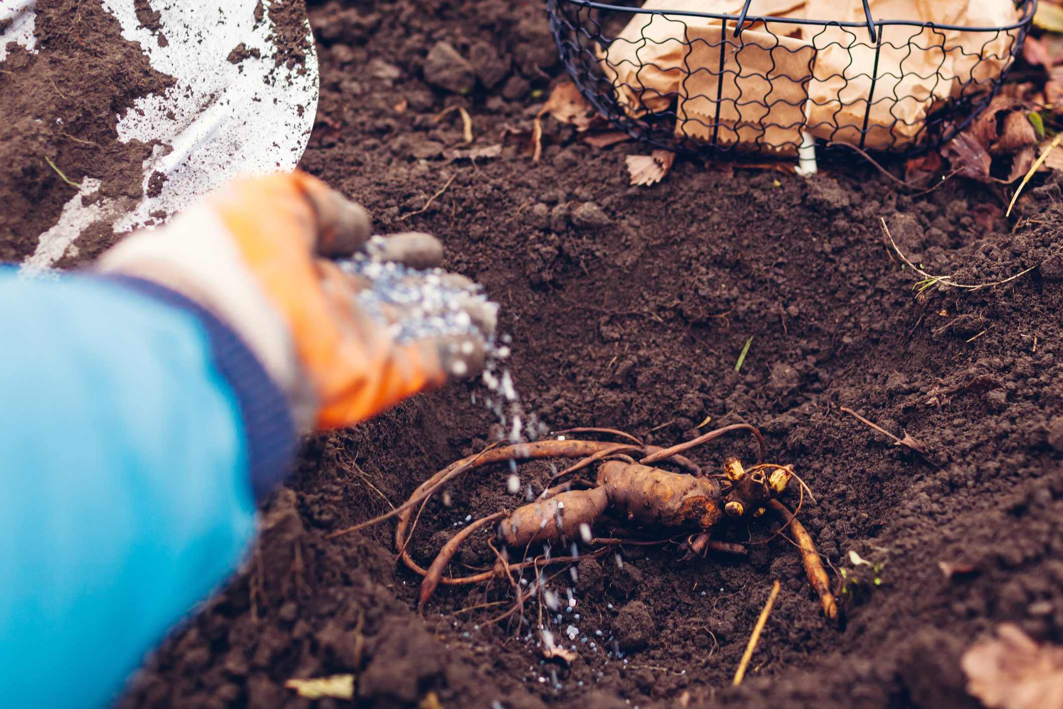 Hirt's Gardens DARWINPEONYSARAH hseplants - View #2