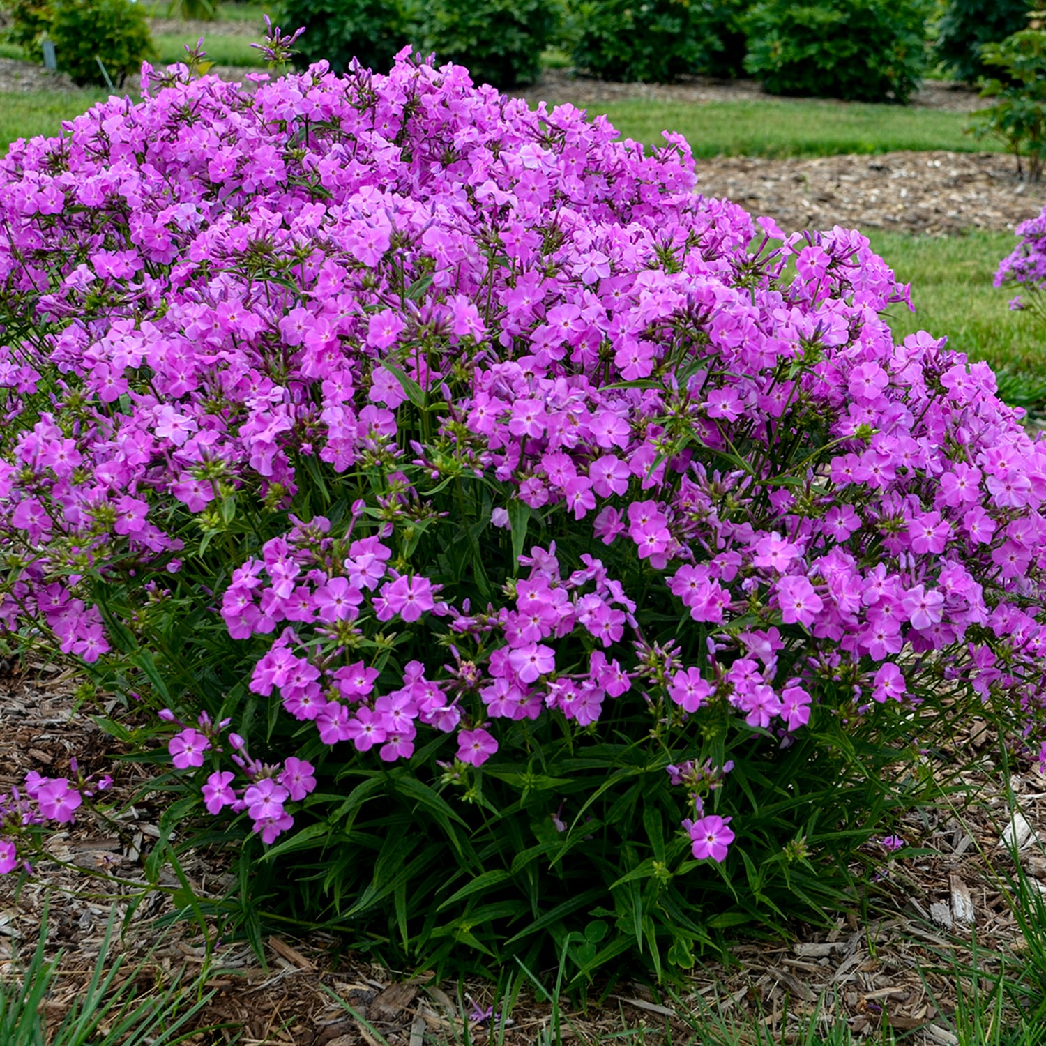 Proven Winners PHLPWP2156102 perennials - View #4