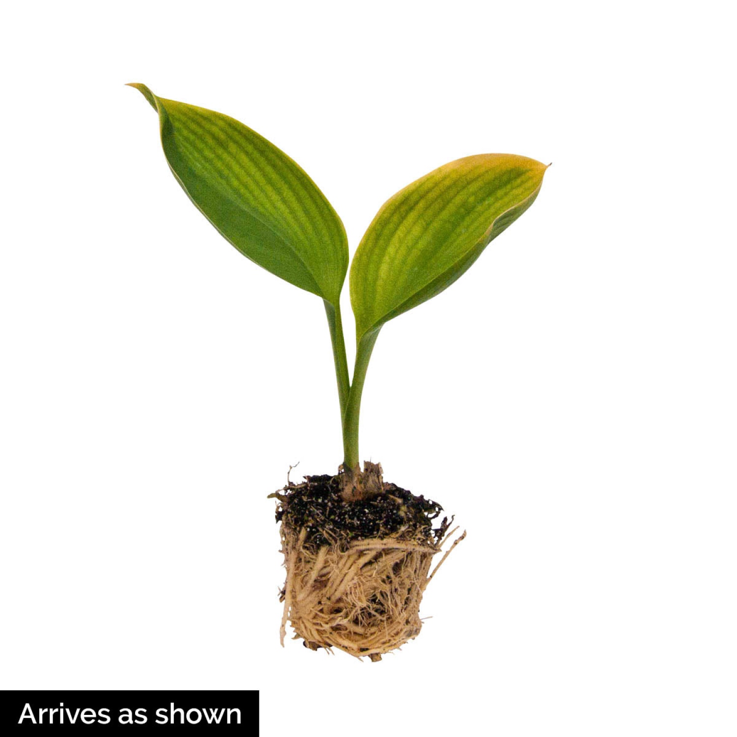 Direct Gardening Wheee Hosta Shade Perennial Starter Plant in 4 -in Pot ...