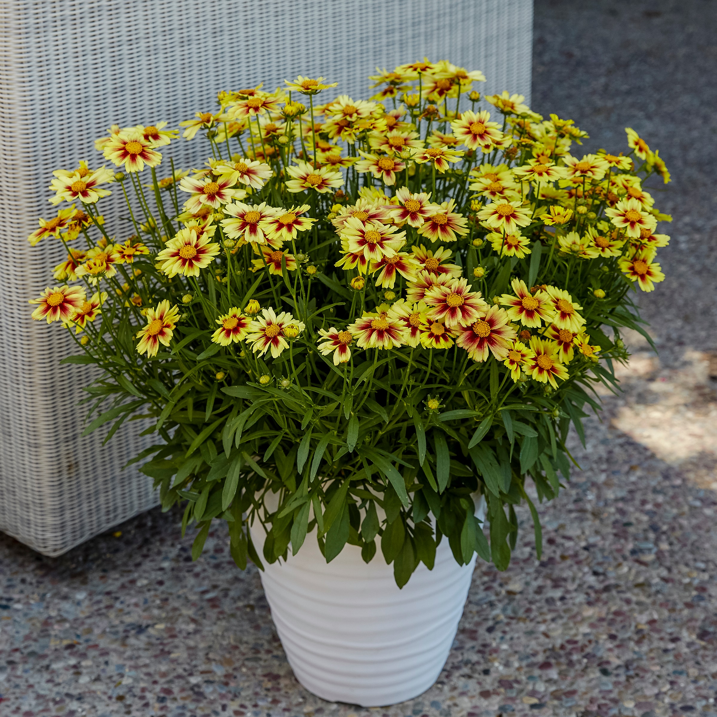 Monrovia NURSERY perennials - View #3