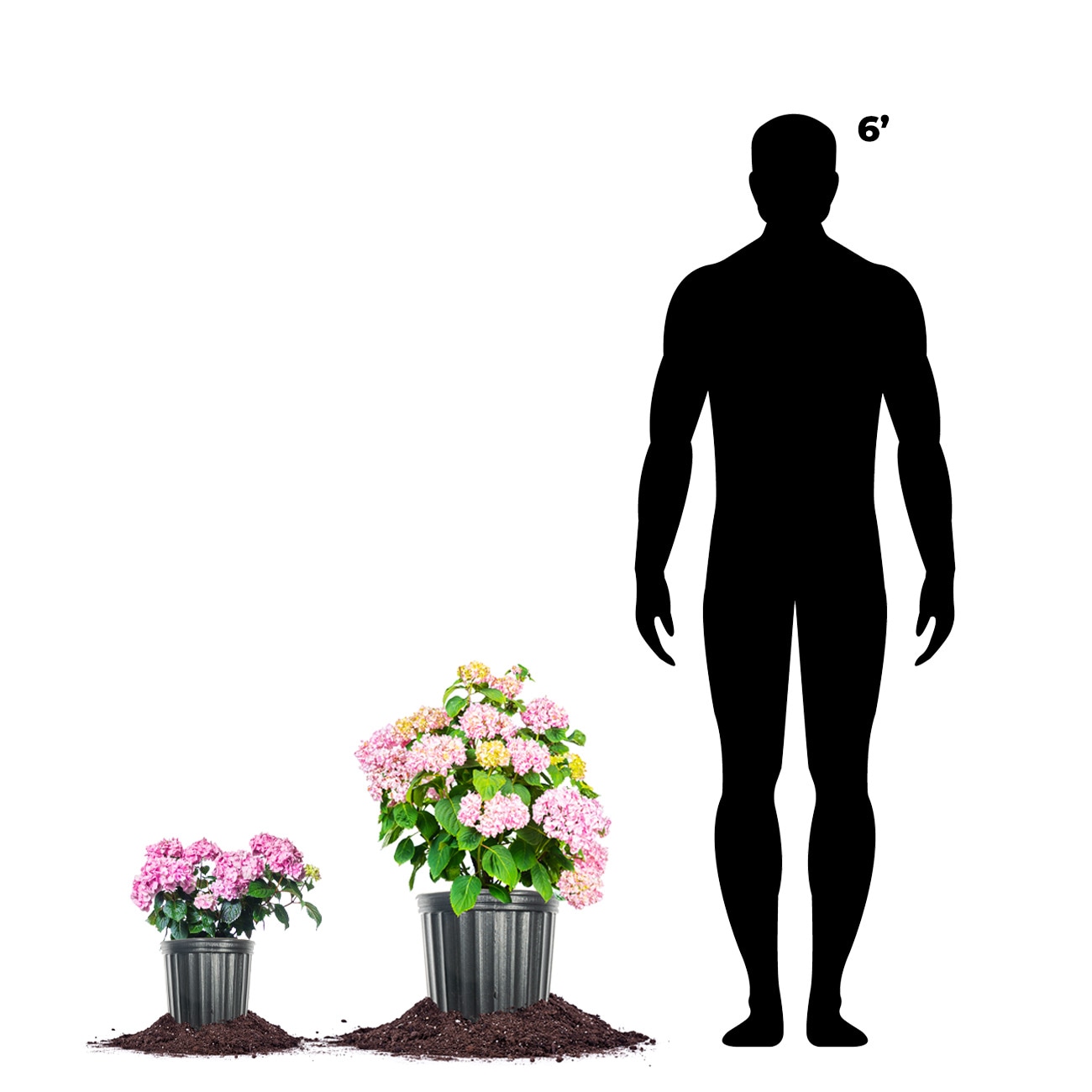 Perfect Plants LOPENNYMCHYDRANGEA1G shrubs - View #4