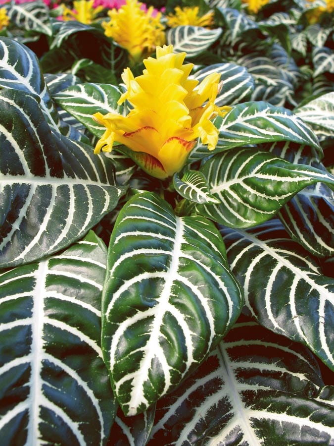  NURSERY Yellow Zebra House plant in