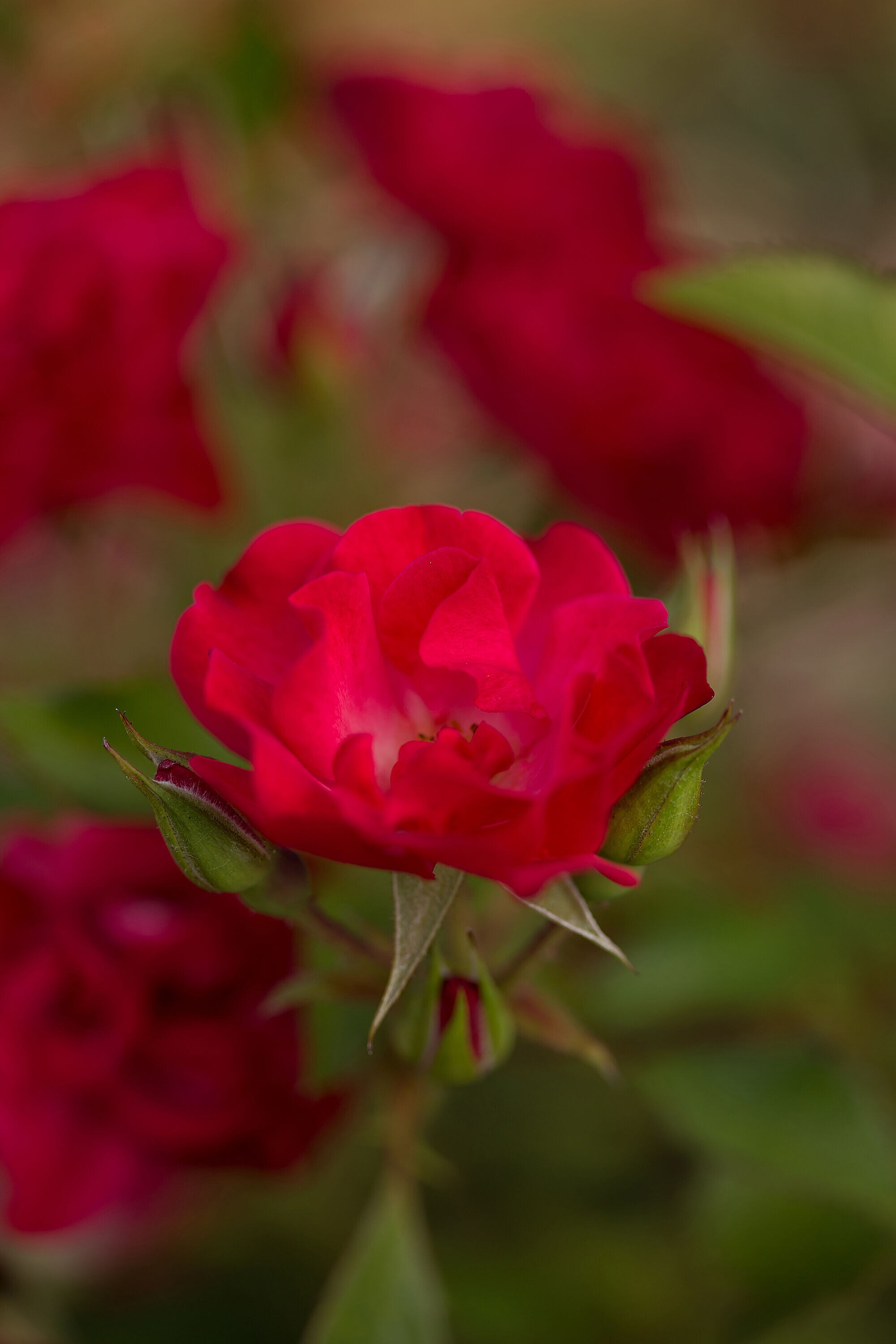 Lowe's NURSERY roses - View #5