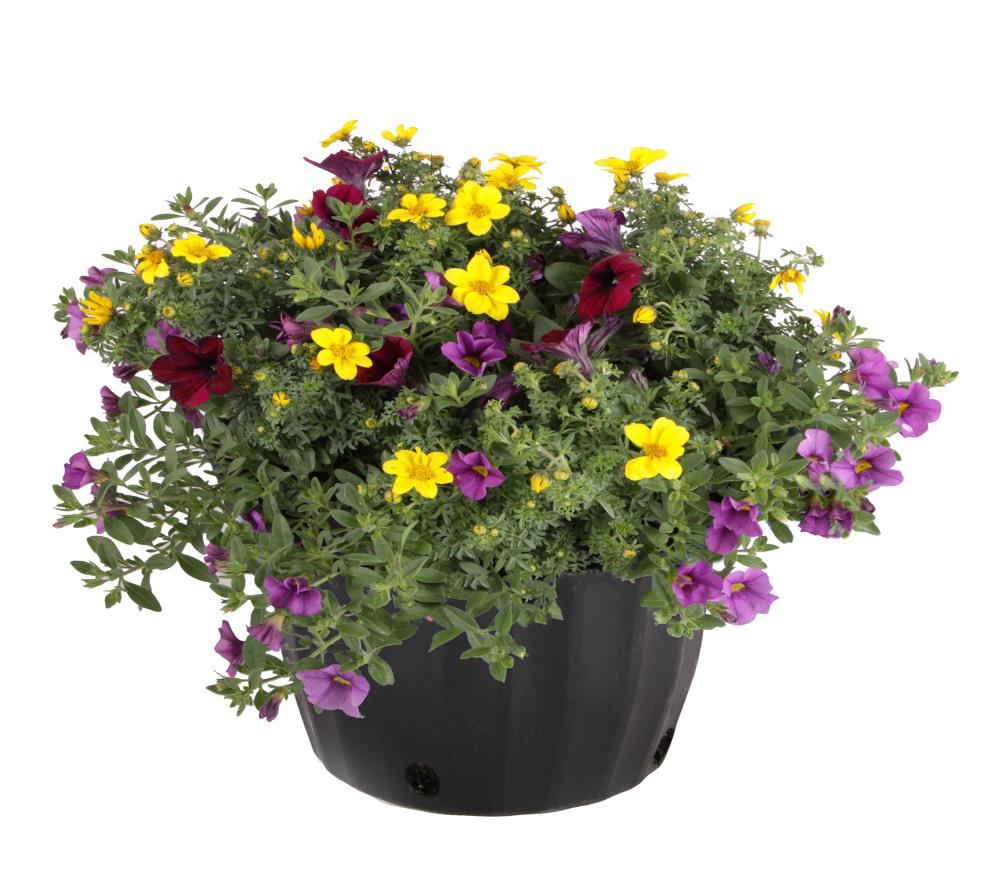 Ready Refill NURSERY Multicolor Mixed Annuals Combinations in 1.5-Gallon Pot