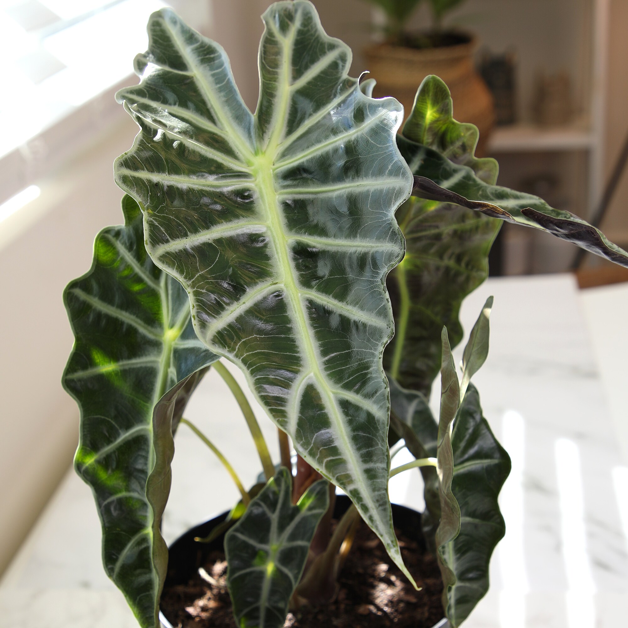 Alocasia Polly Indoor/Outdoor Air-Purifying Plant in Black Plastic Pot