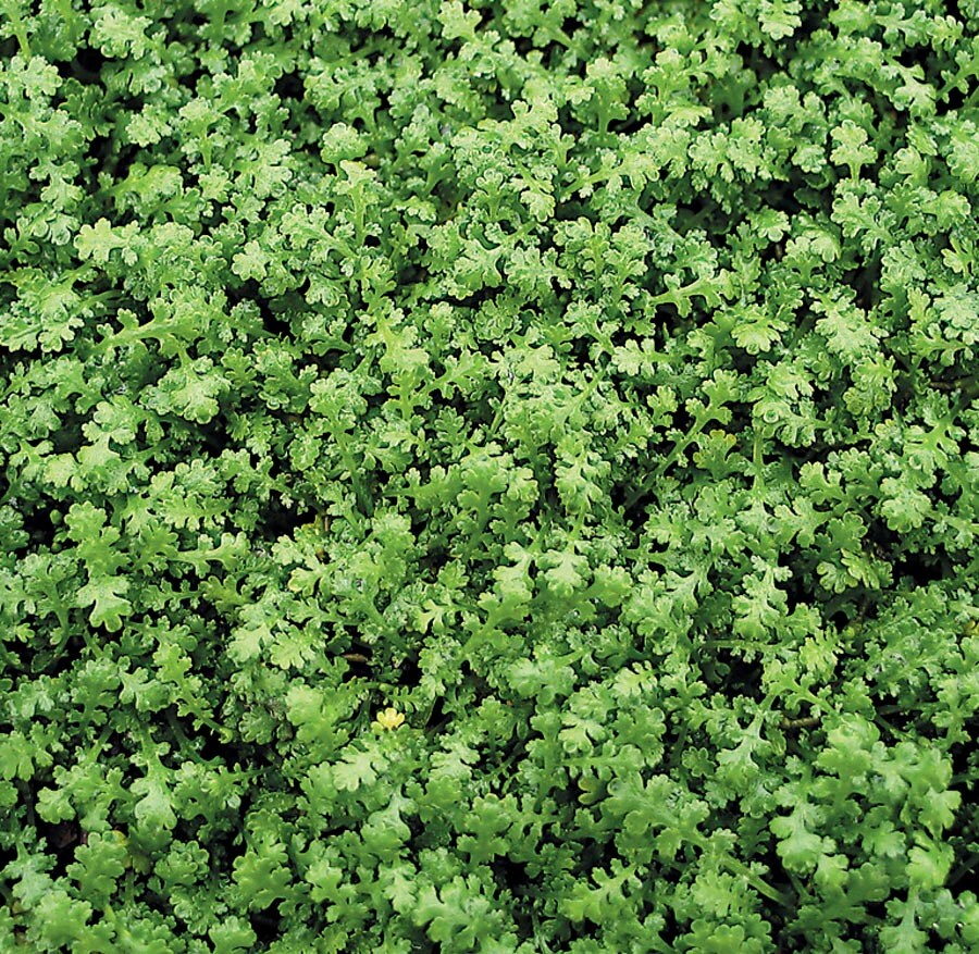 Miniature Brass Buttons Ground Cover at Lowes.com