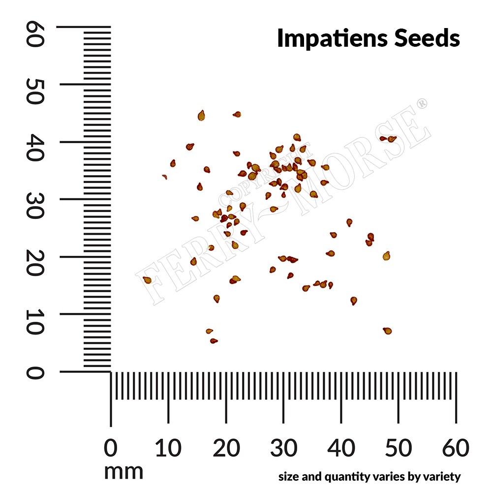Ferry-Morse LC25.2459 seeds - View #4