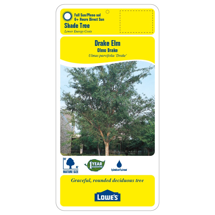 Lowe's 5.5-Gallons Shade Drake Elm In Pot (With Soil) in the Trees ...