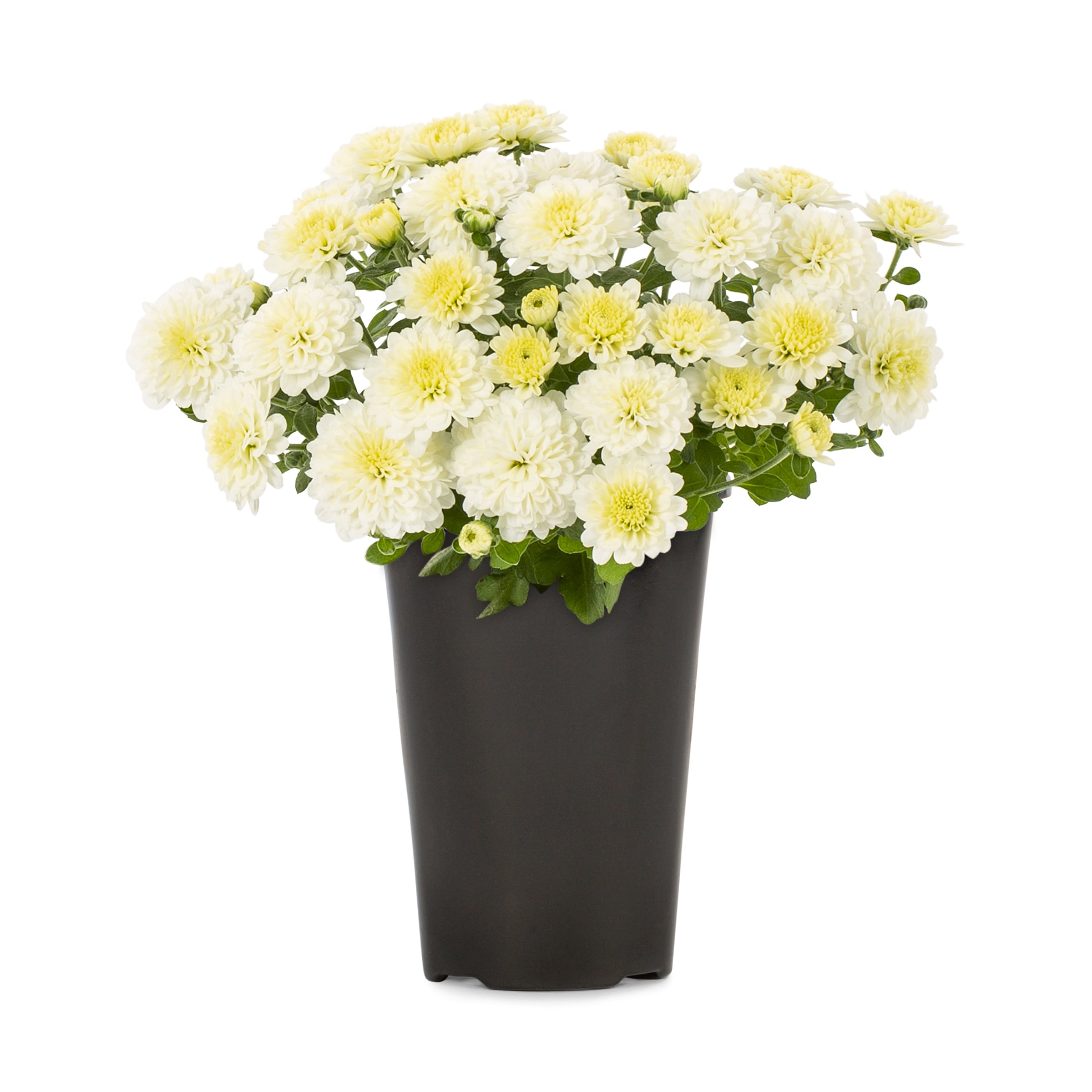 Lowe's 5759812 Red Mum in 1.5-Pint Pot